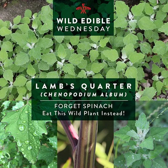 How to Identify and Eat Lamb's Quarter (Chenopodium album)