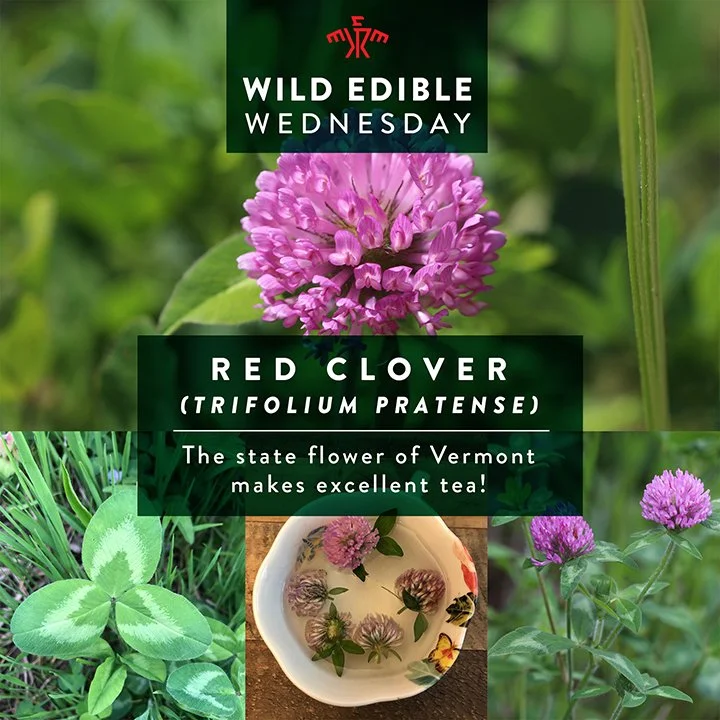 Is Red Clover Edible?  How to identify, harvest, and eat Red Clover