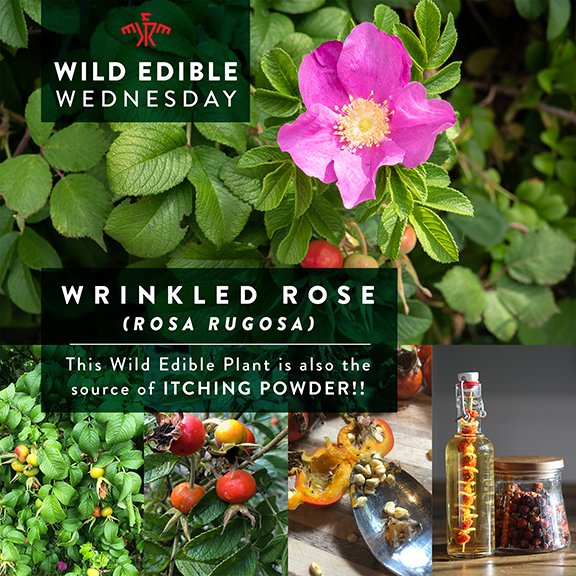 How to Identify, Harvest, and Eat the Wrinkled Rose (Rosa rugosa)