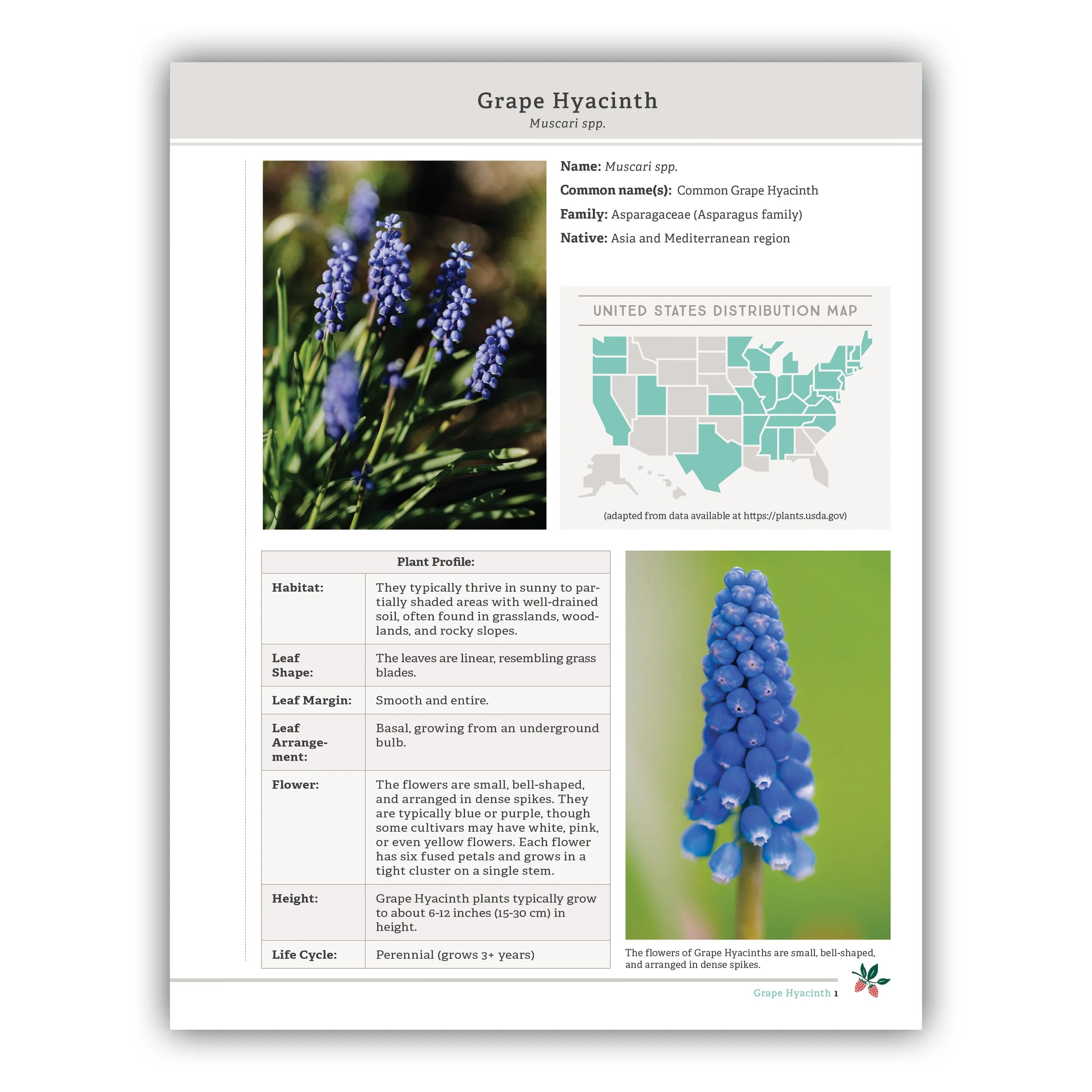 Grape Hyacinth