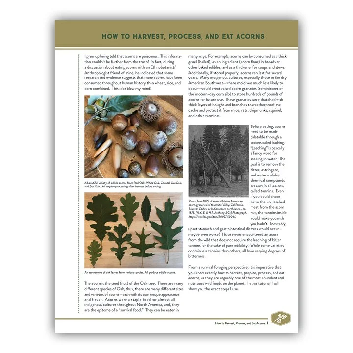 Acorn Process.pdf How to Harvest, Process, and Preapred Acorns for Food — Creek Stewart