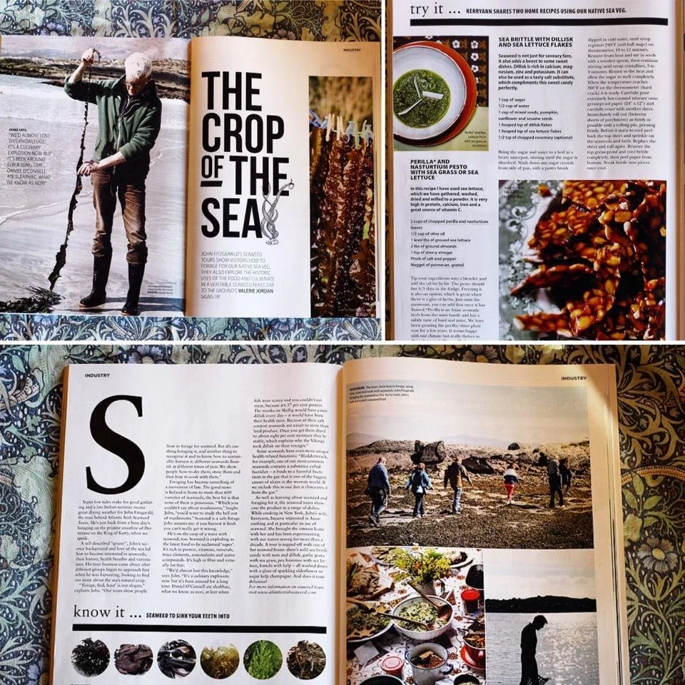 Ear to the Ground.jpeg