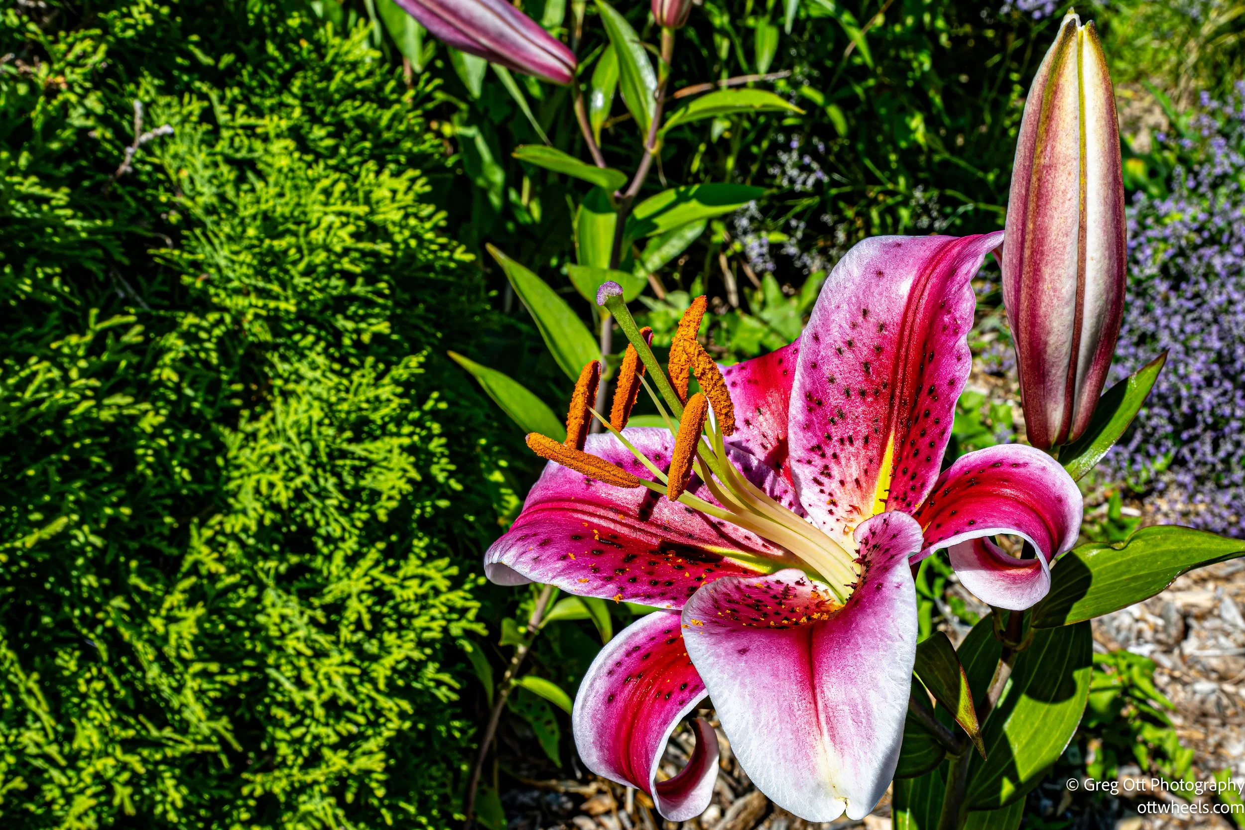 DSC_2299-Edit.jpg