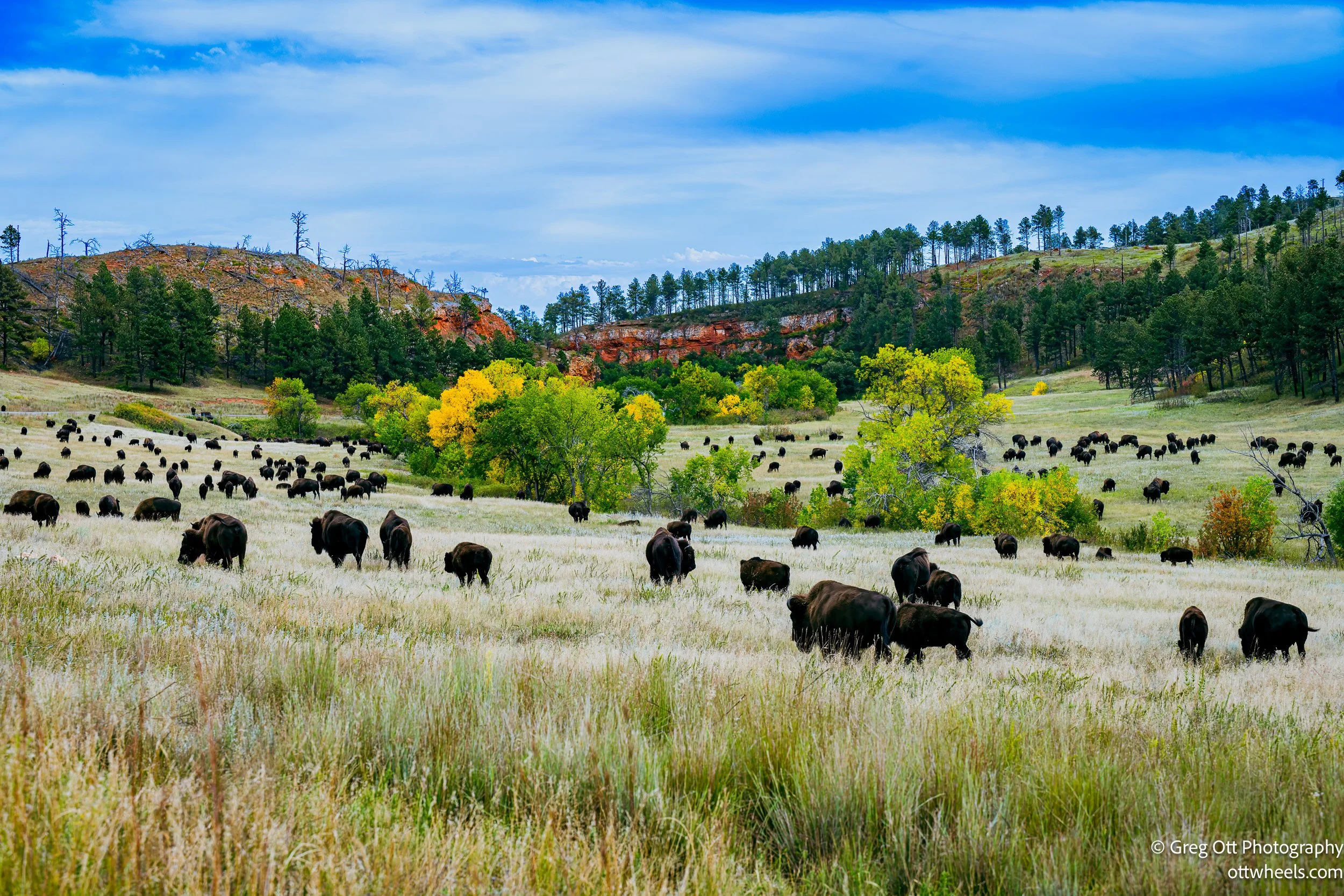 Crazy Horse Monument and Buffalo