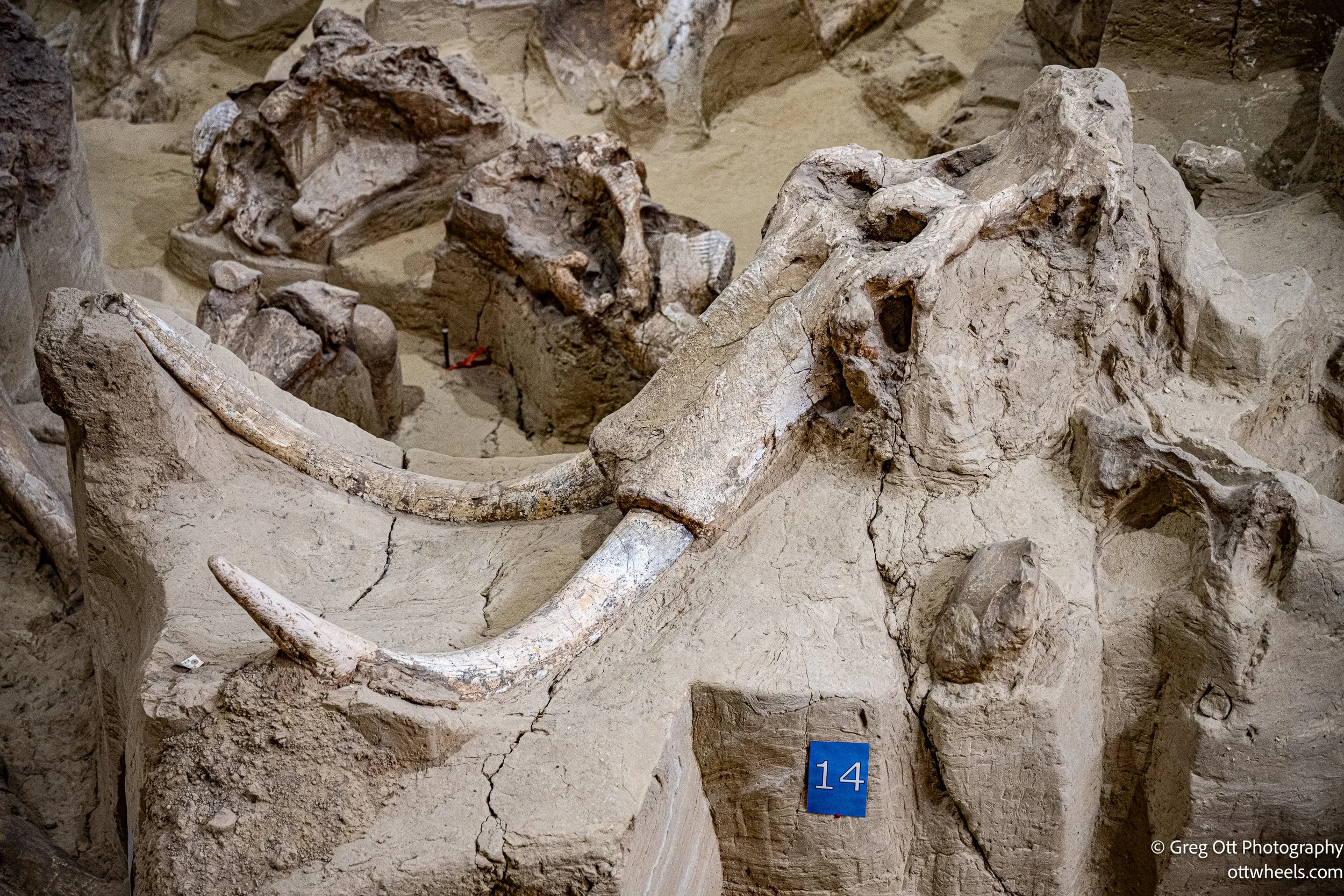Mammoth Dig, Hot Springs SD
