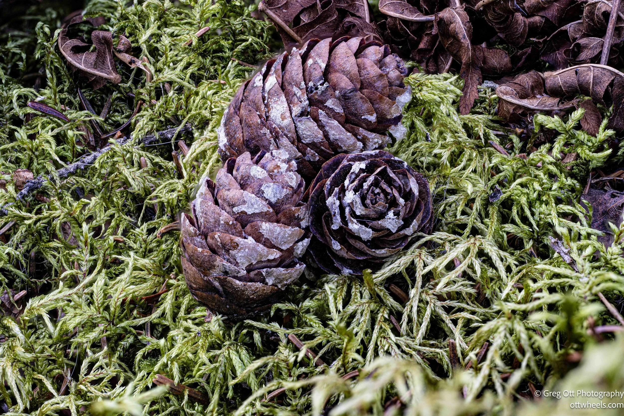 20251110-HDR-pinecones.jpg