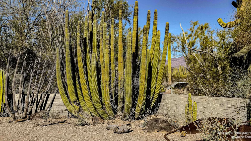 dracaena draco tenerife 10 DRAGON TREE Dracaena Draco Canary Island Drago Blood Asparagus Yucc –  Seedville USA main image 1