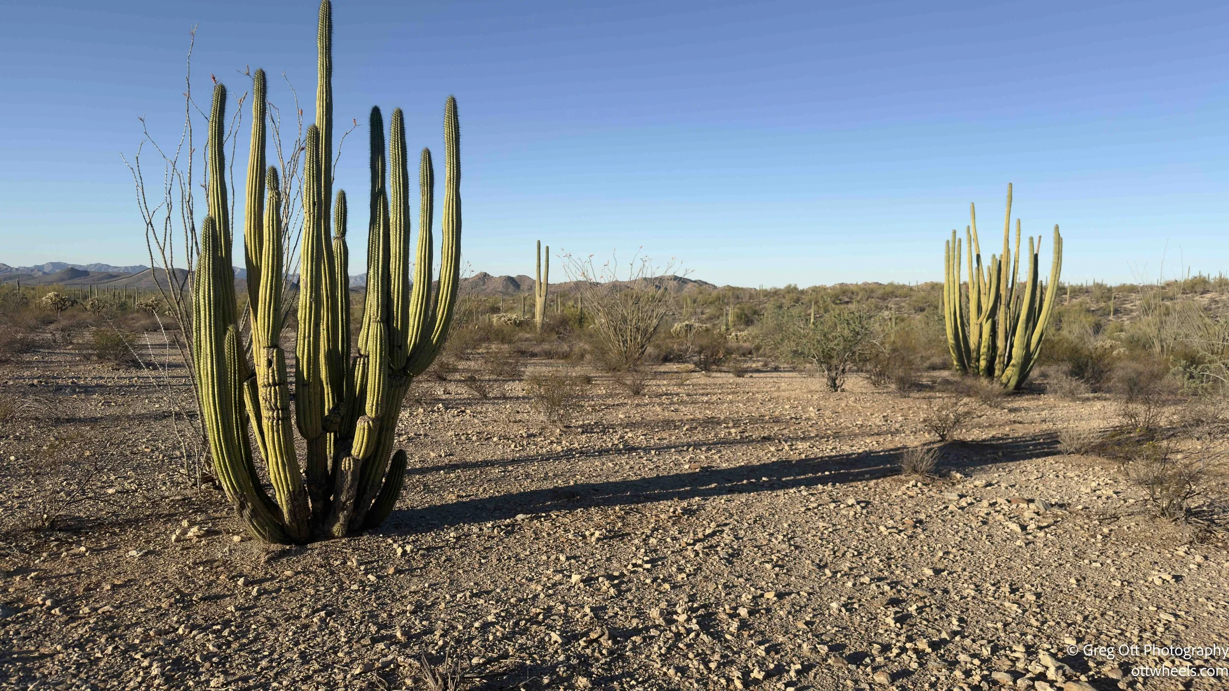 Organ Pipe Cactus National Monument Hike