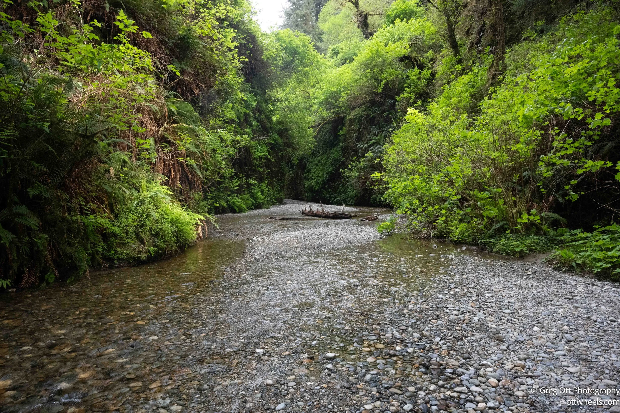 Lady Bird Johnson Grove and Fern Canyon