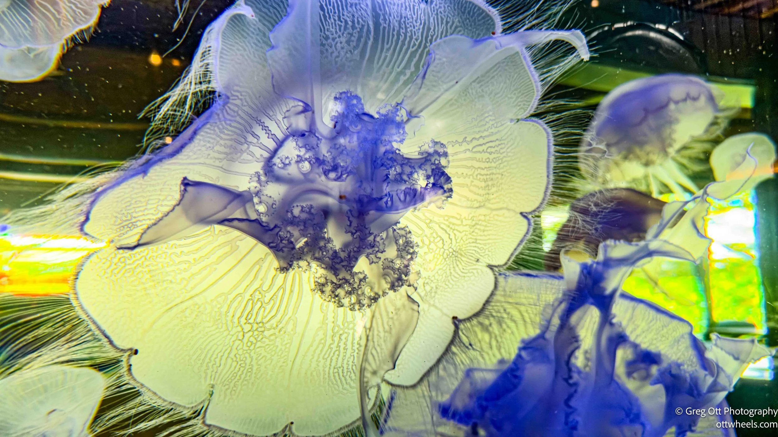 Oregon Coast Aquarium