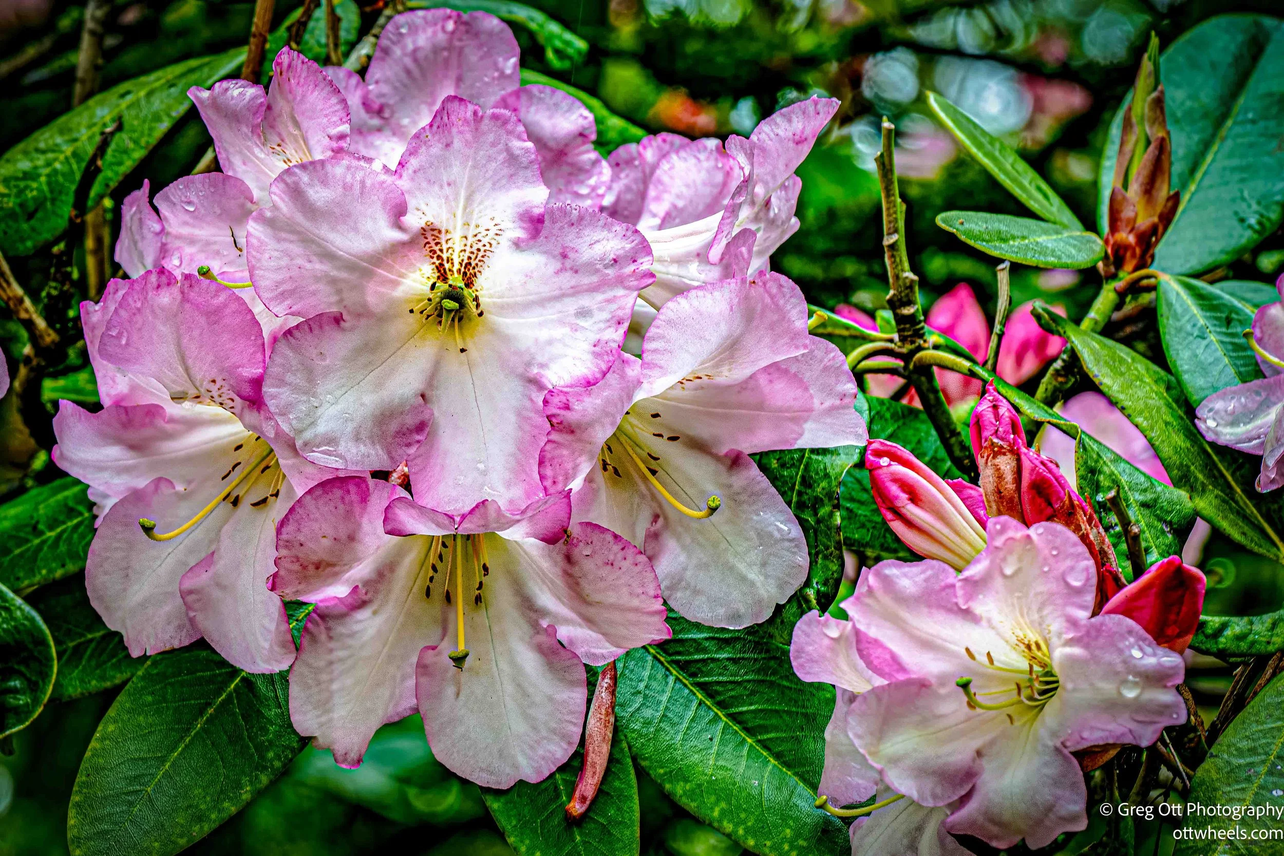 DSC_0488-Edit.jpg