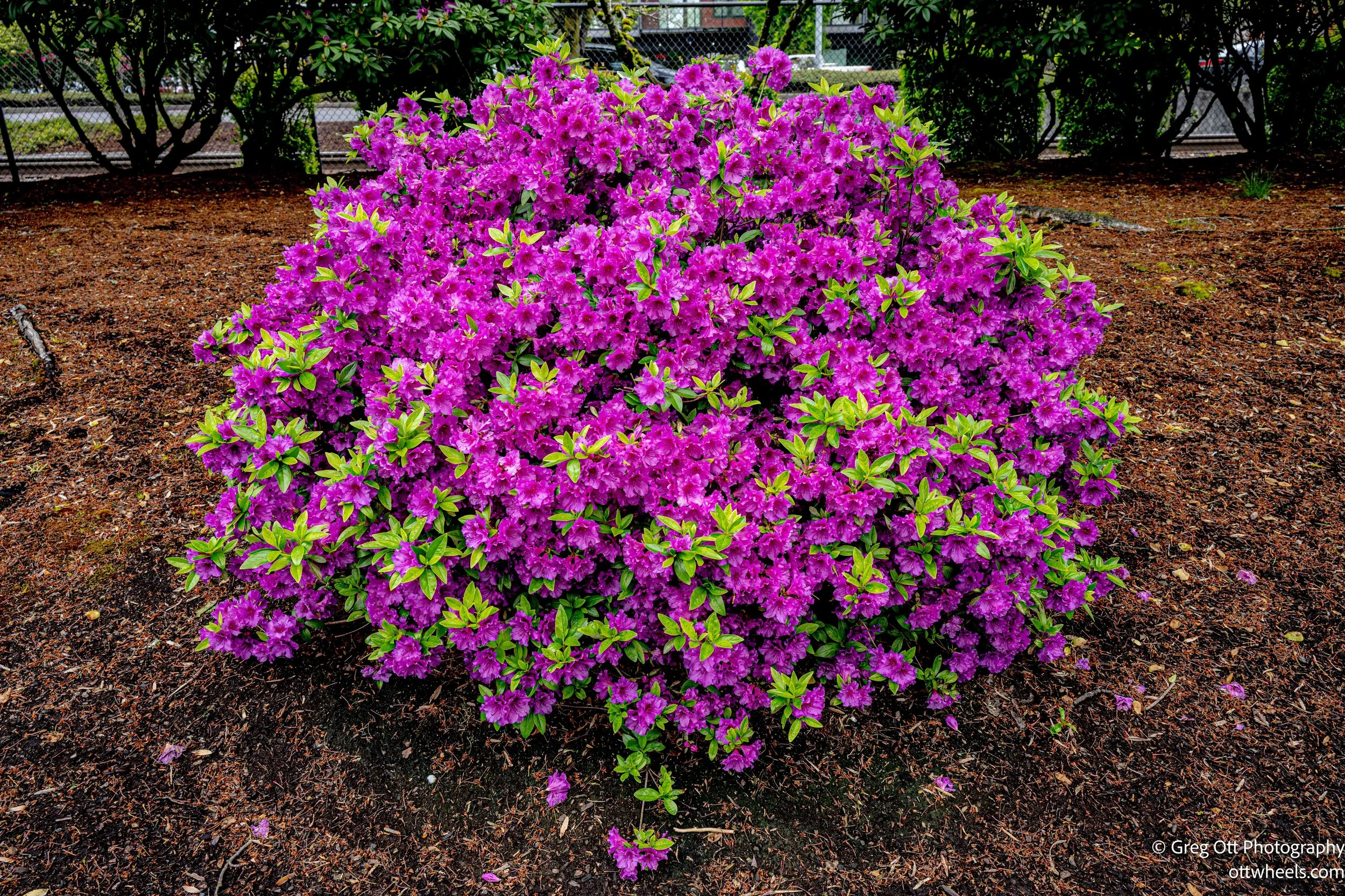 DSC_0570.jpg
