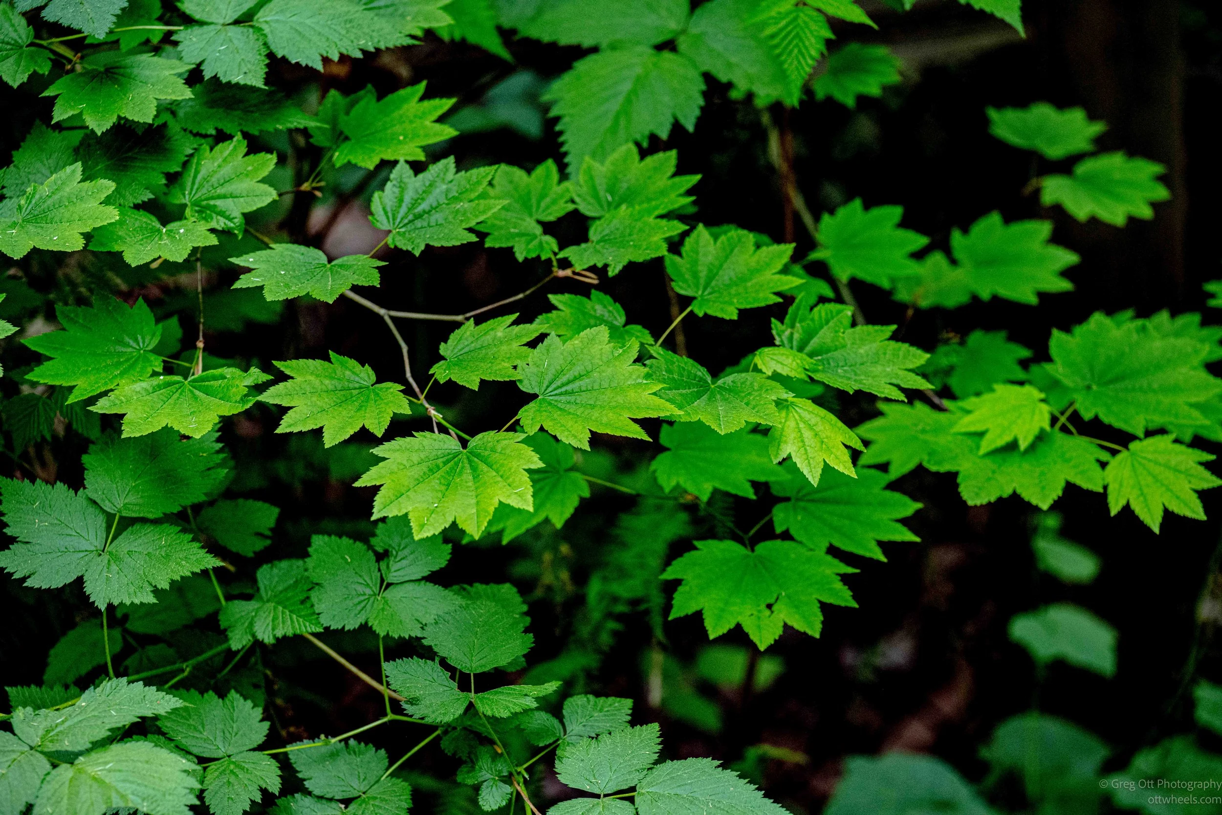 _DSC1540.jpg
