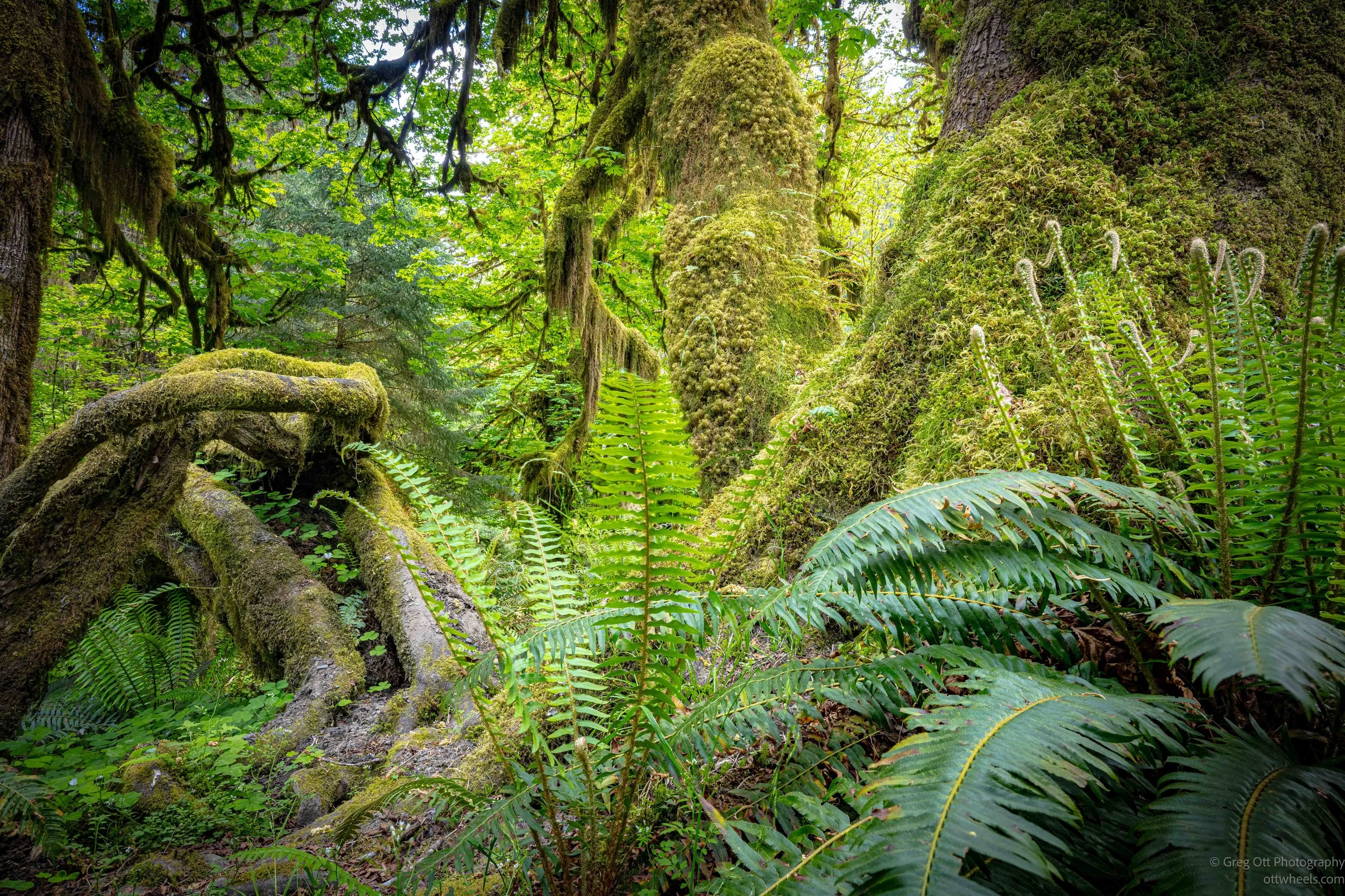 2026-0510-HohRainForest1.jpg