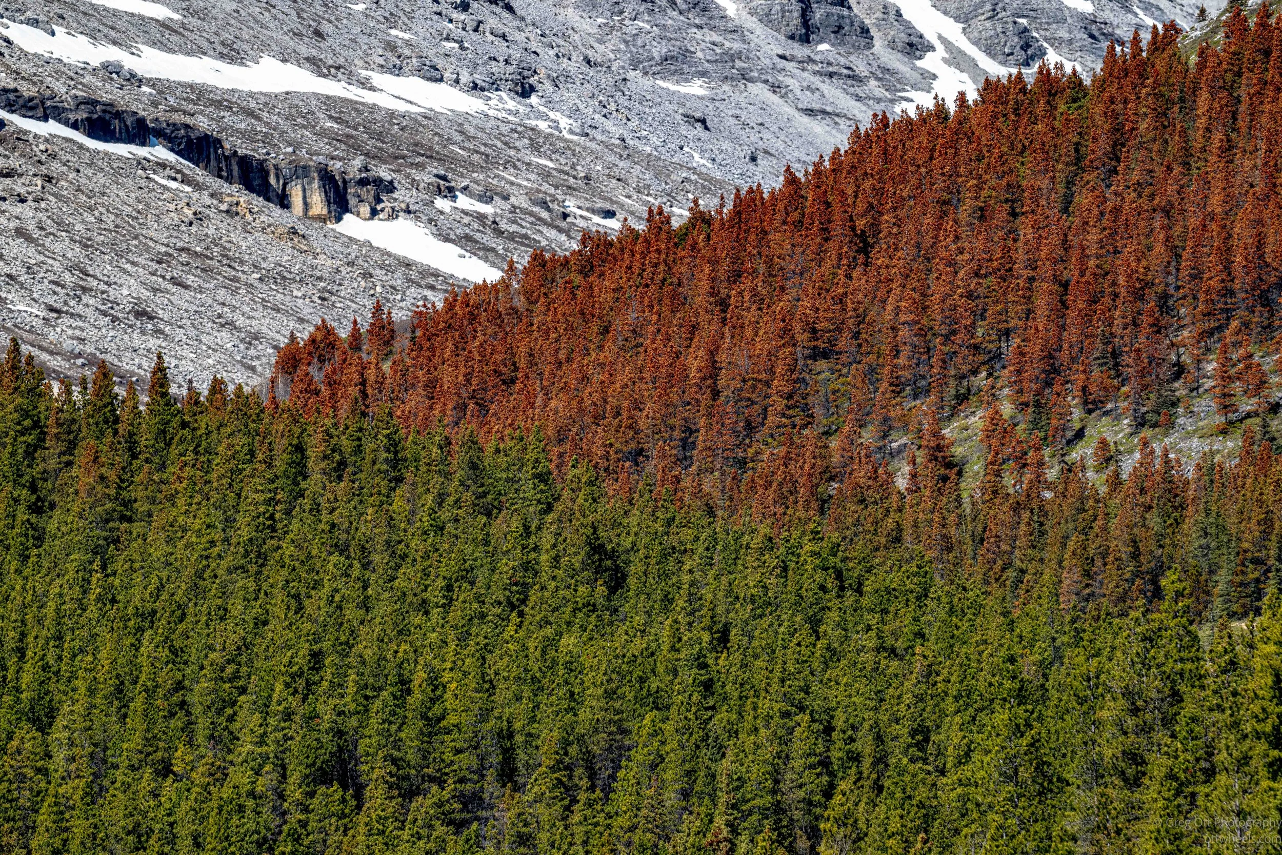 _DSC0690.jpg