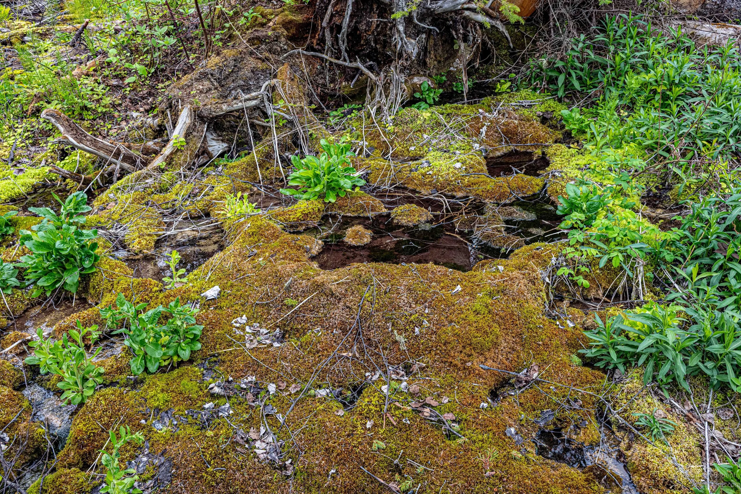 _DSC1003.jpg