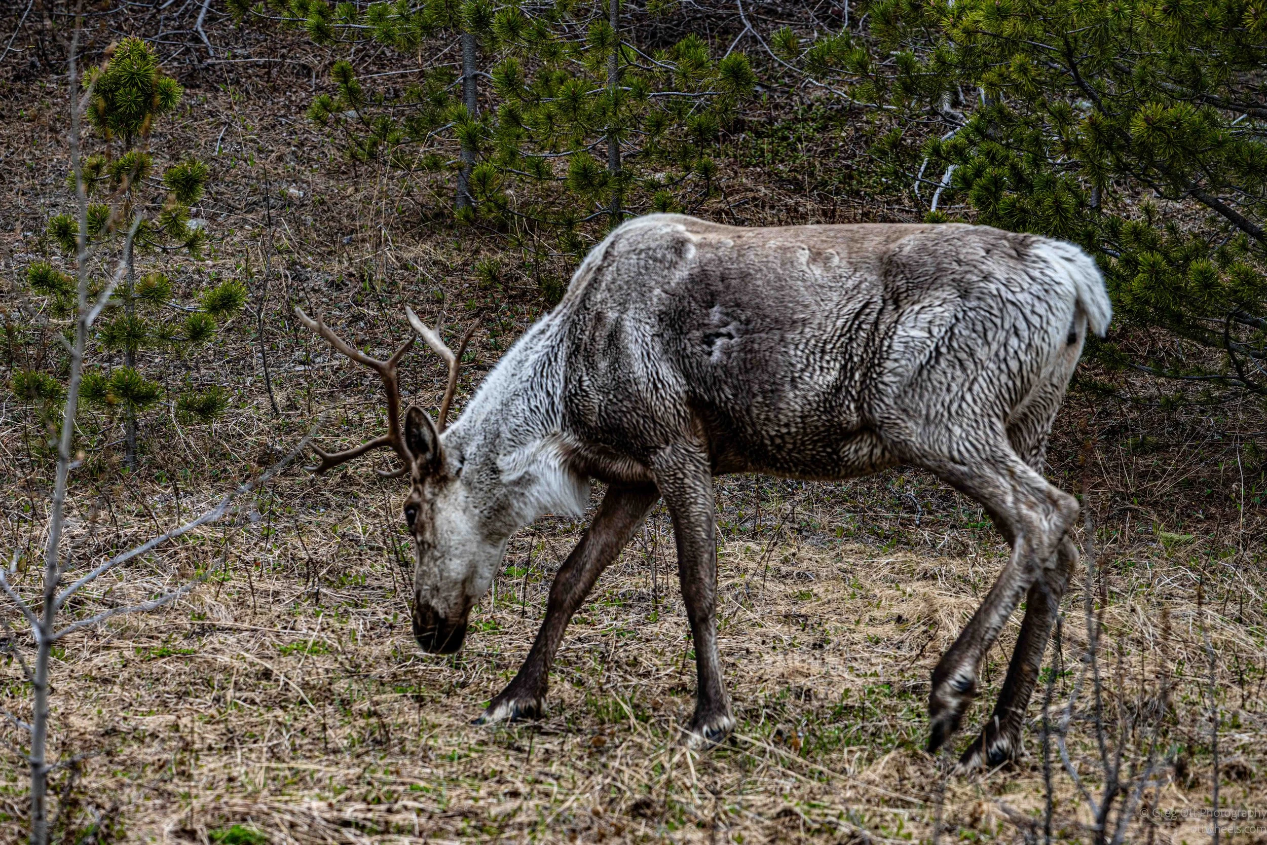 Teslin, YT