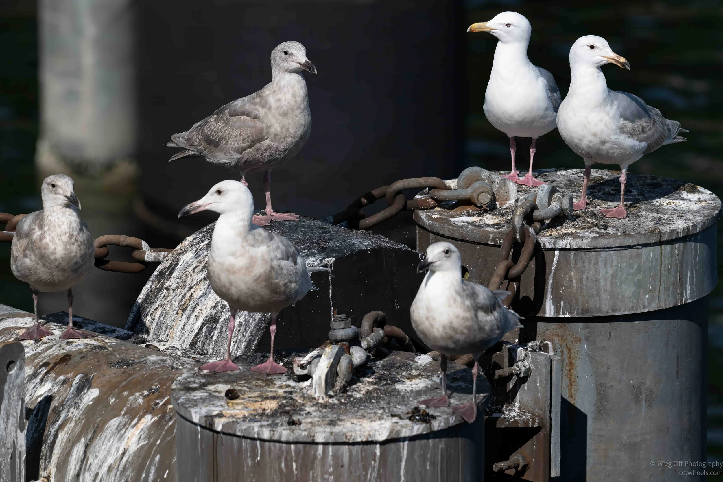 _NZ81552-Edit.jpg