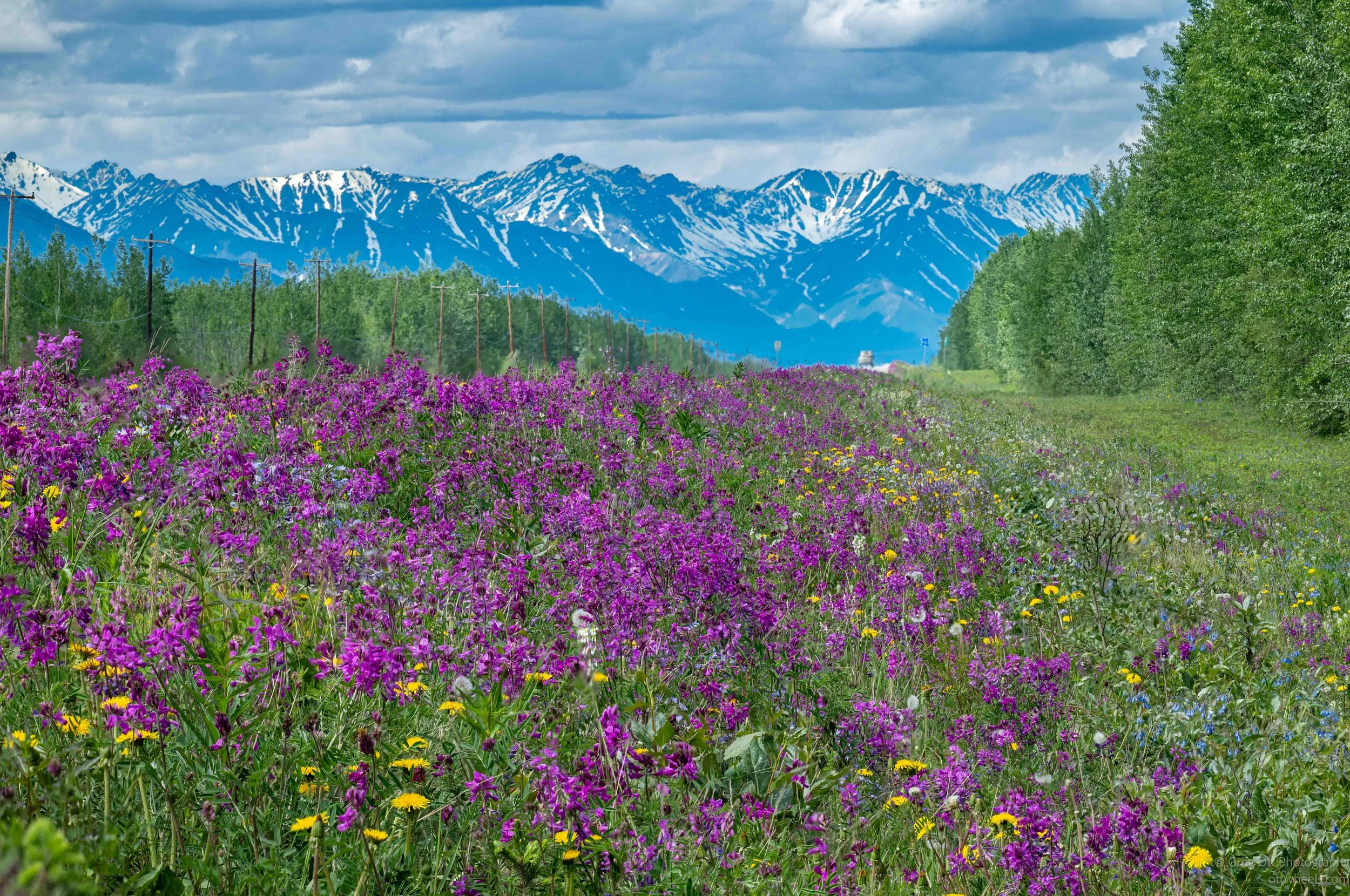 TOK, AK