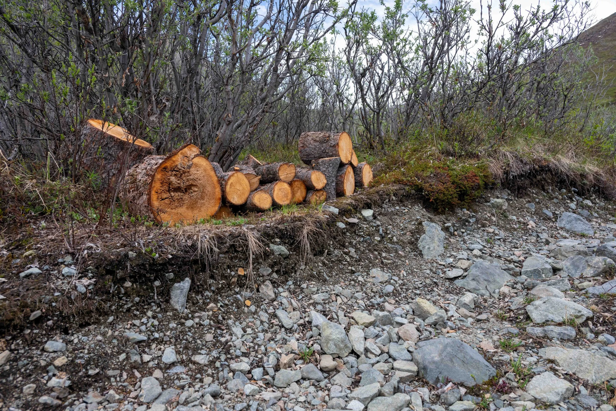 _NZ83170.jpg