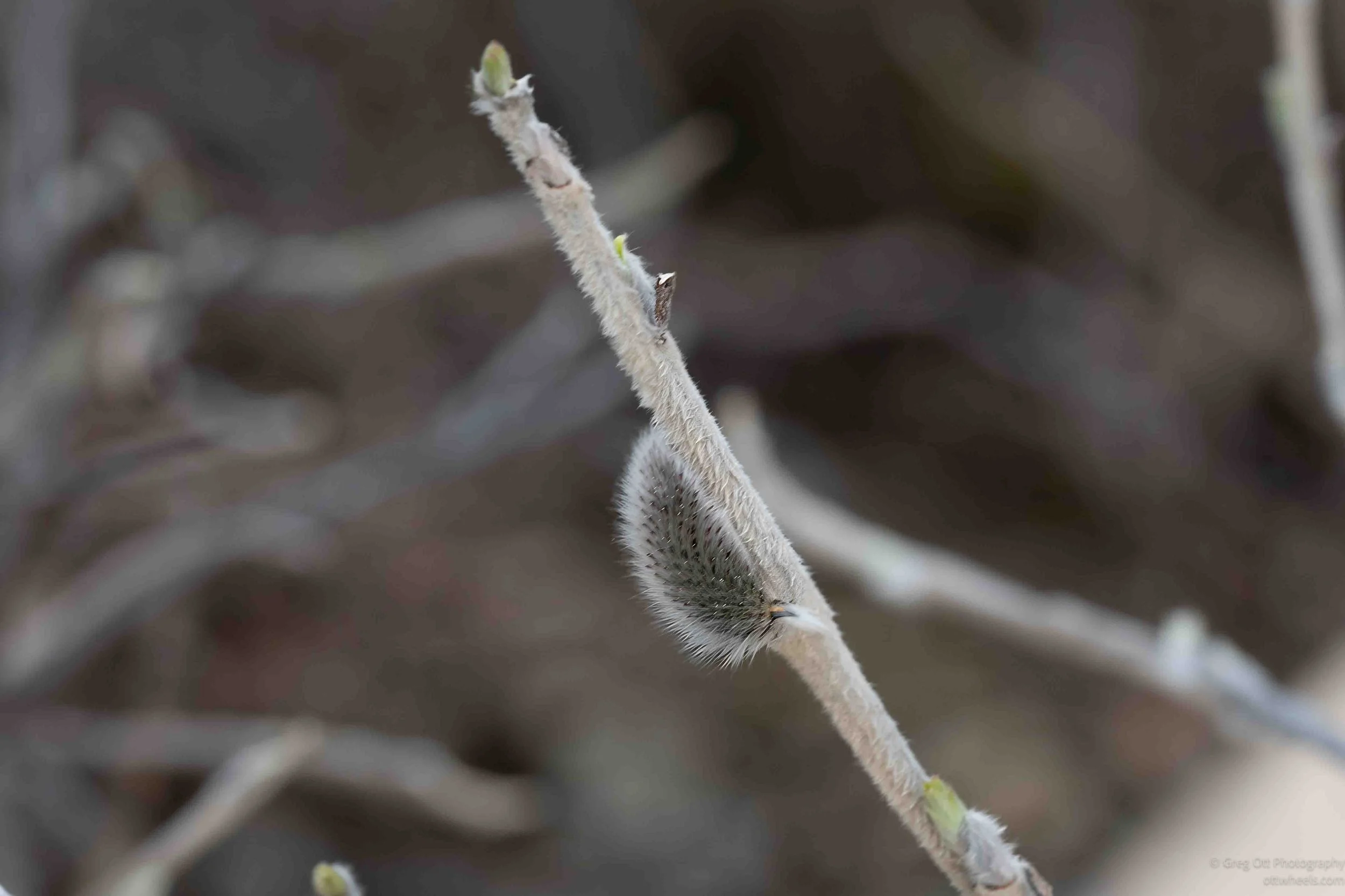 _NZ83212-Edit.jpg