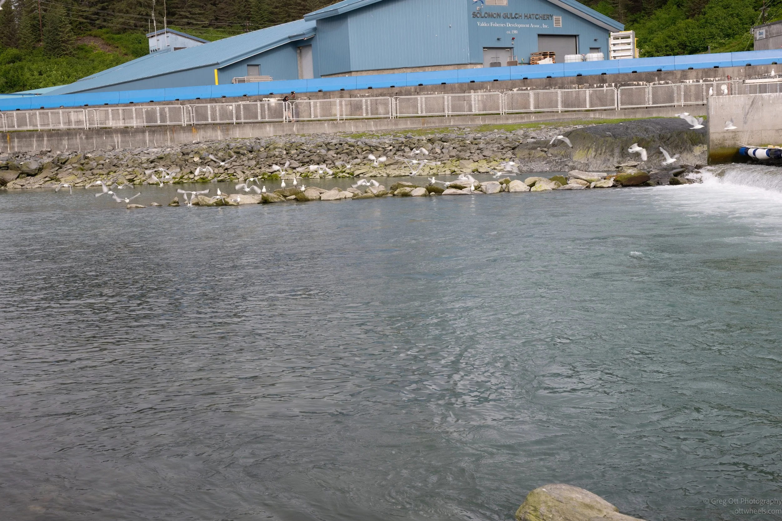 _NZ83458.jpg