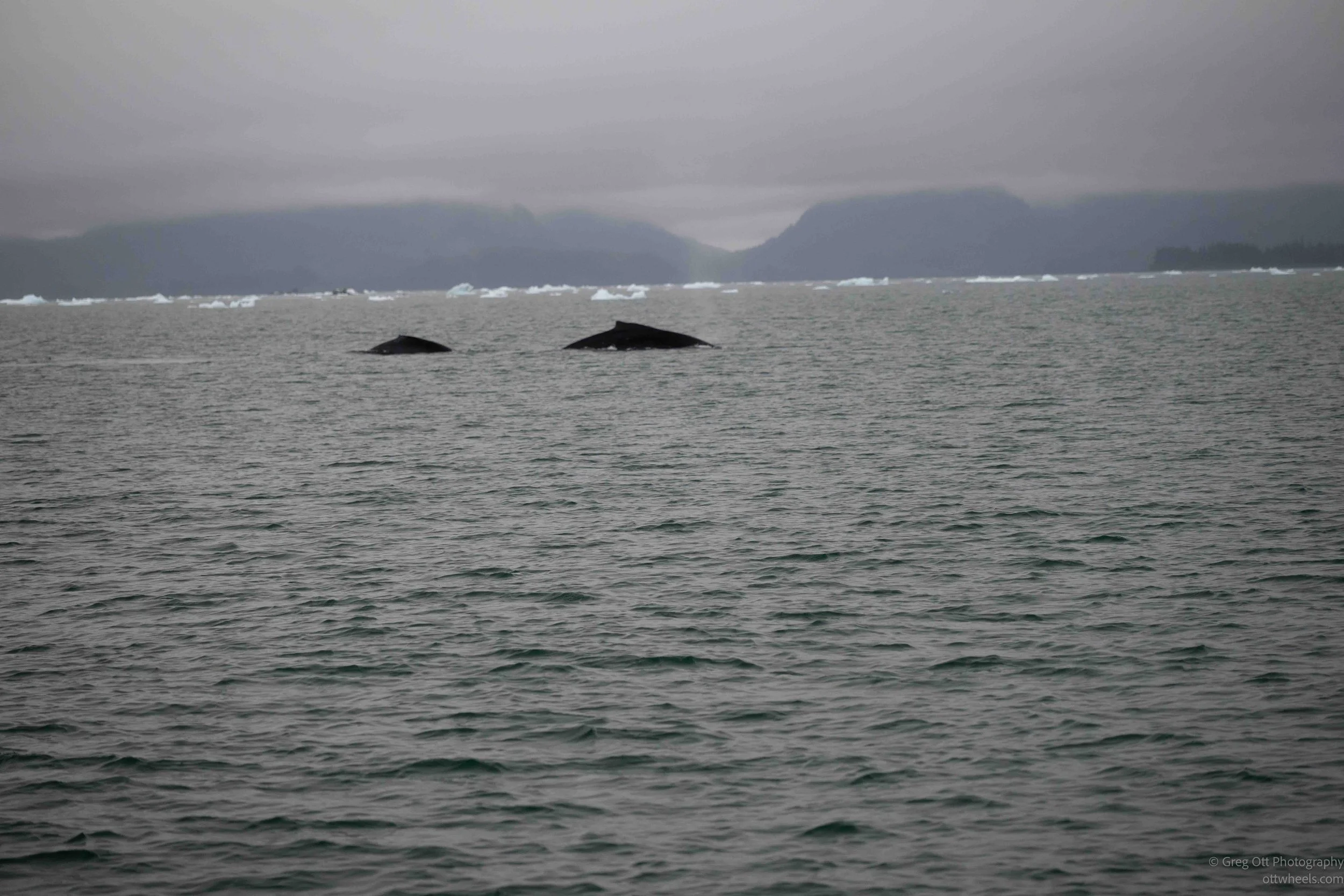NZ8_3578.jpg