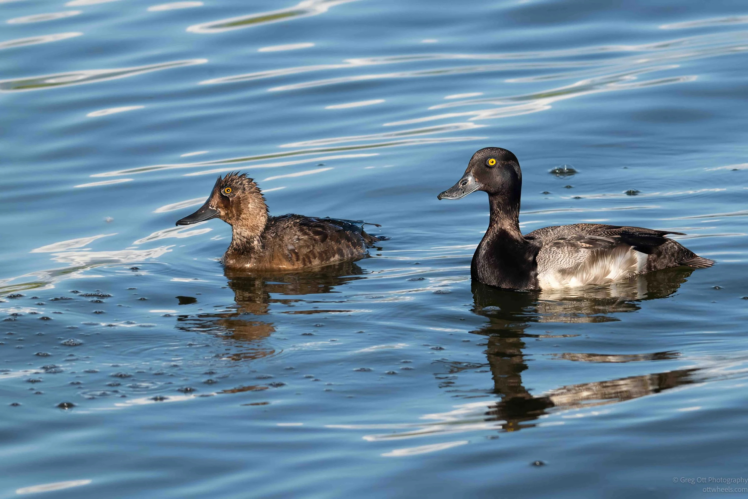 _NZ85196-Edit-Edit.jpg