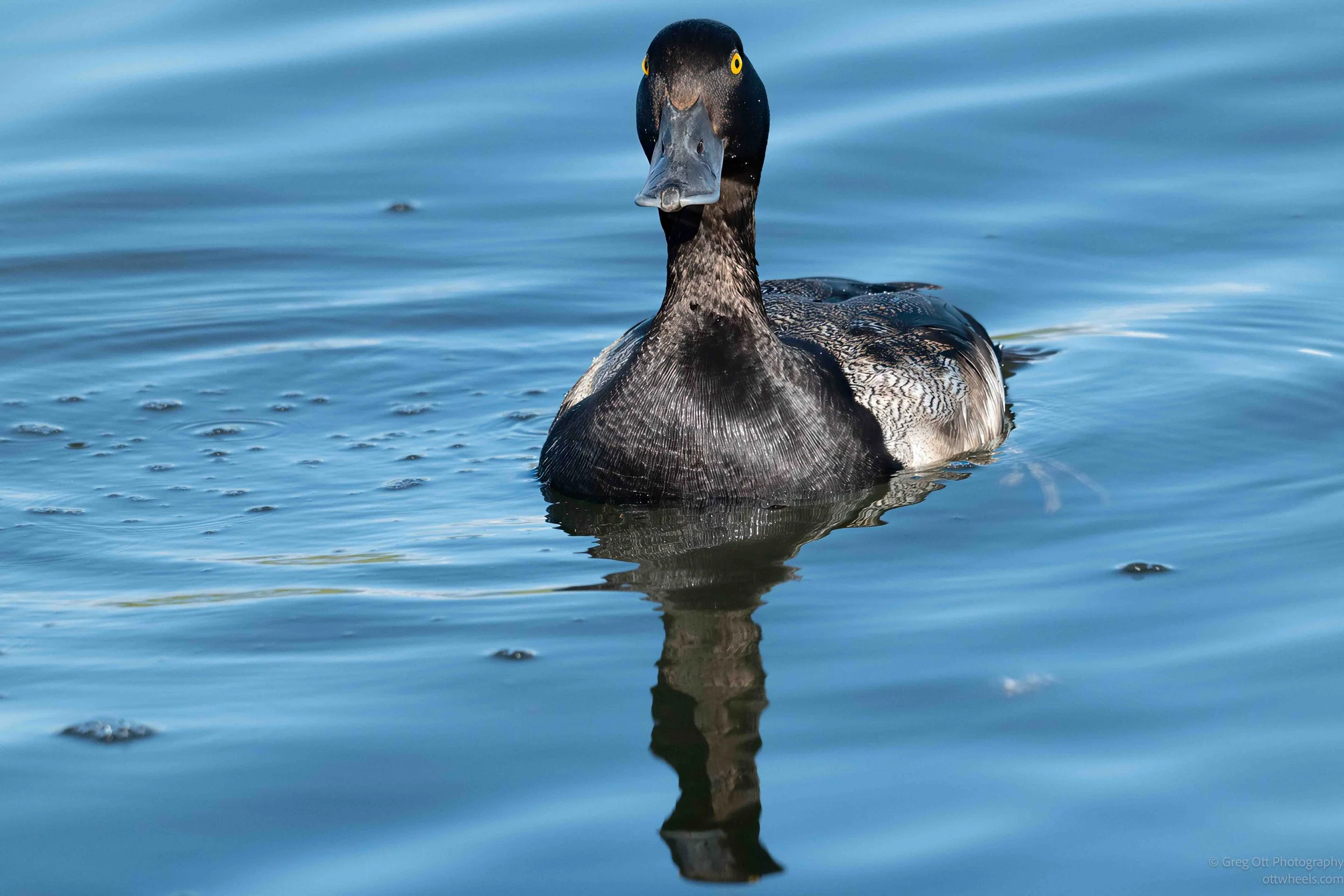 _NZ85184-Edit.jpg