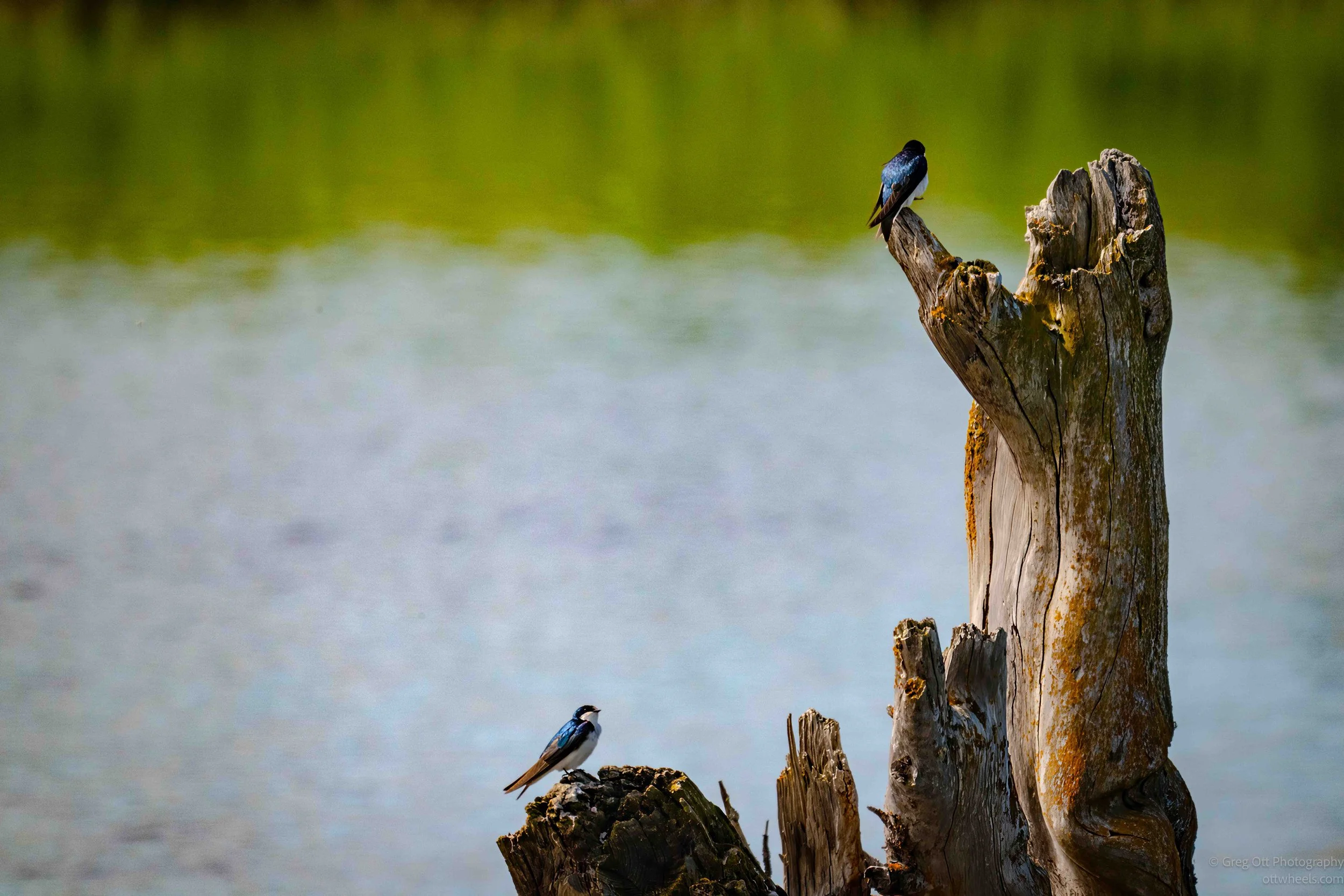 NZ8_5223-Edit.jpg