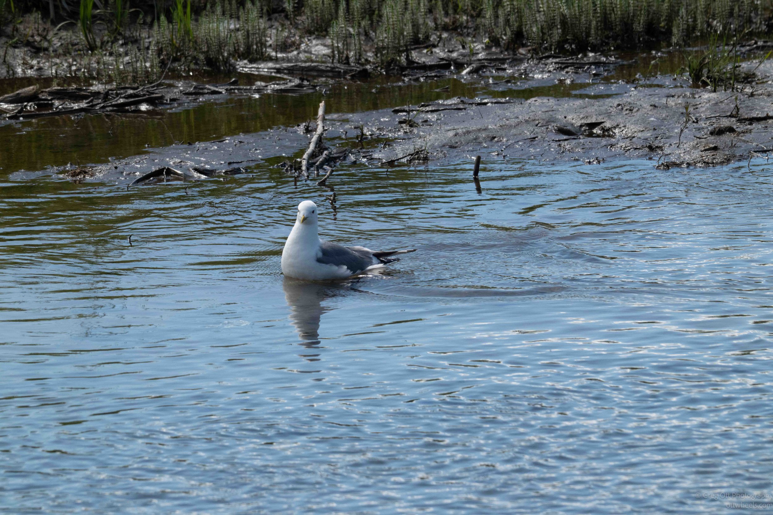 NZ8_5246.jpg