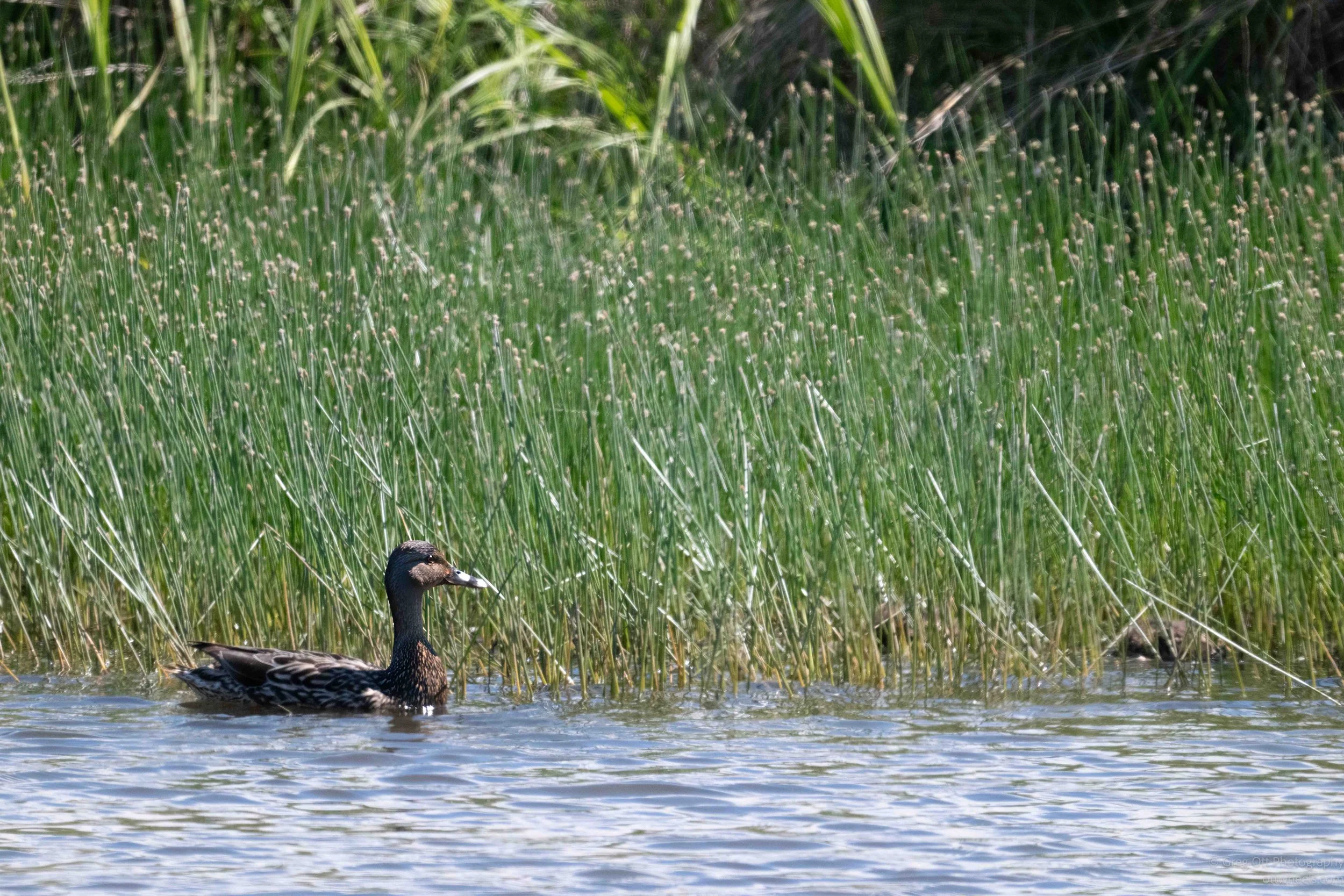 NZ8_5418-Edit.jpg