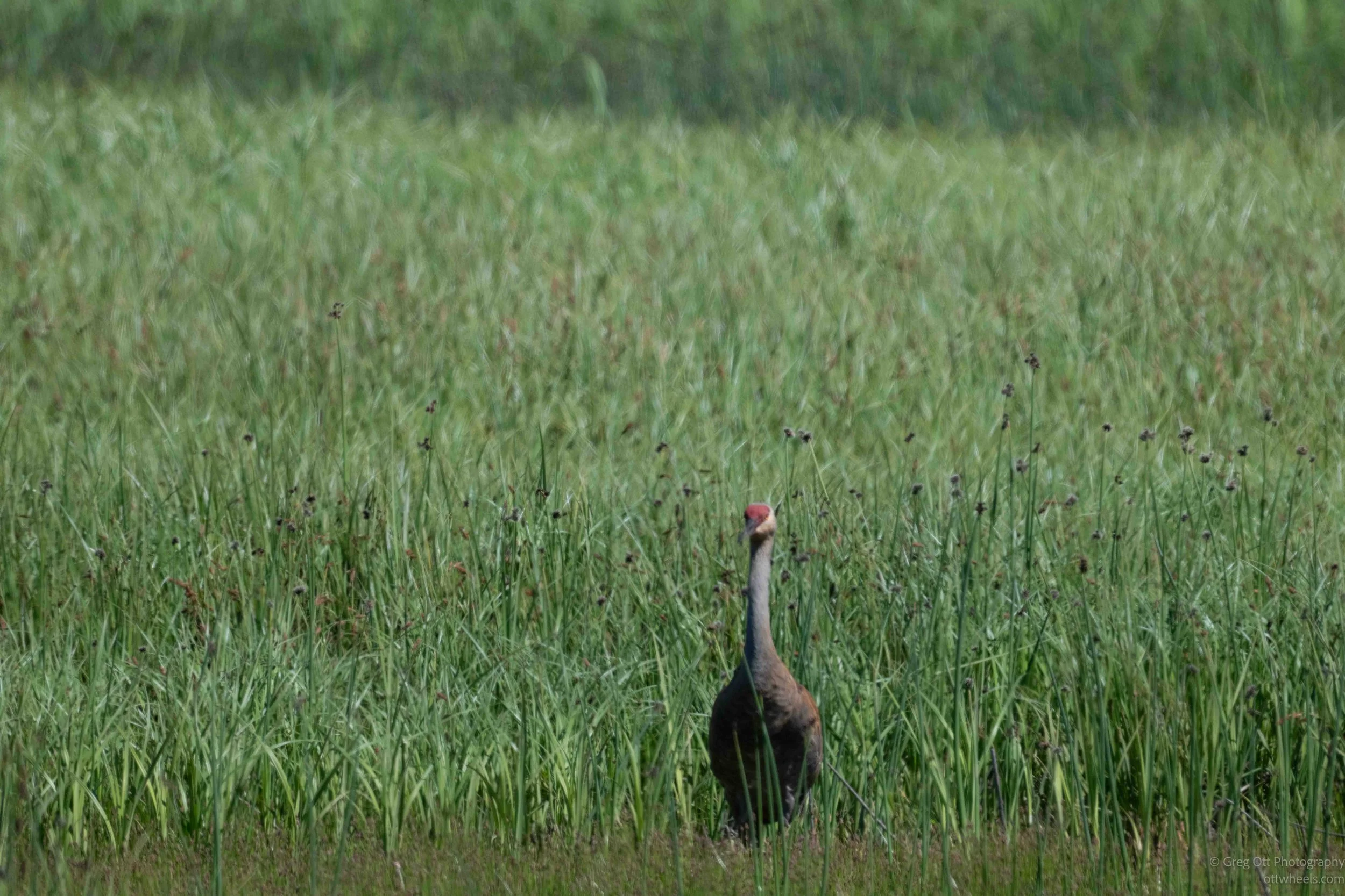 NZ8_5480.jpg