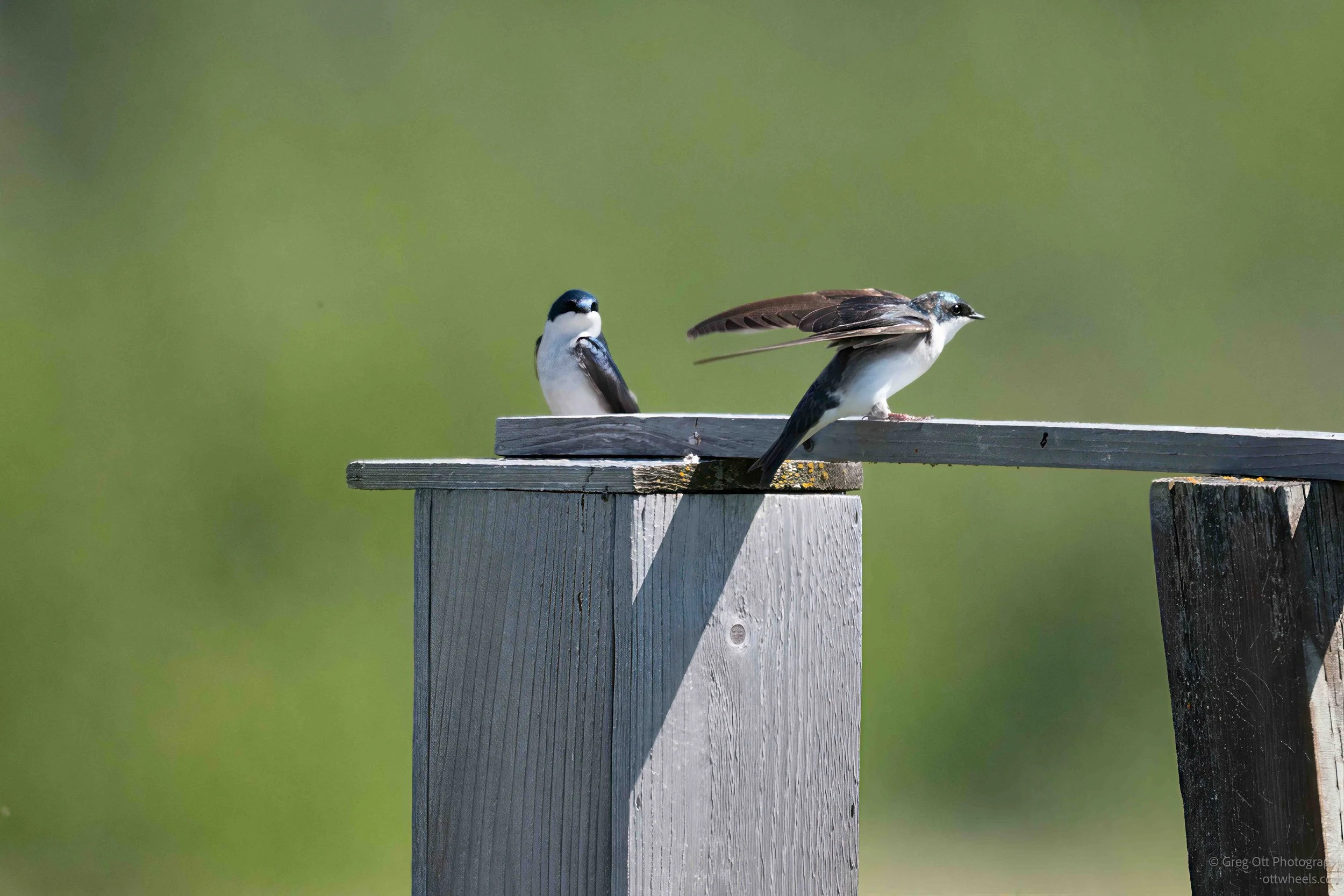 NZ8_5689-Edit.jpg