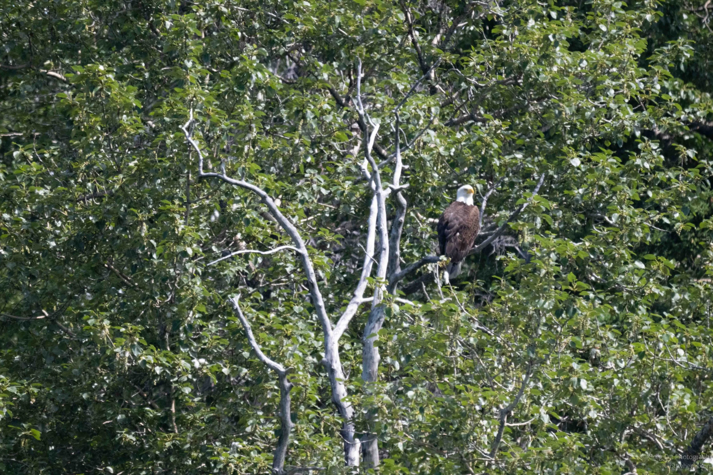 NZ8_5253.jpg