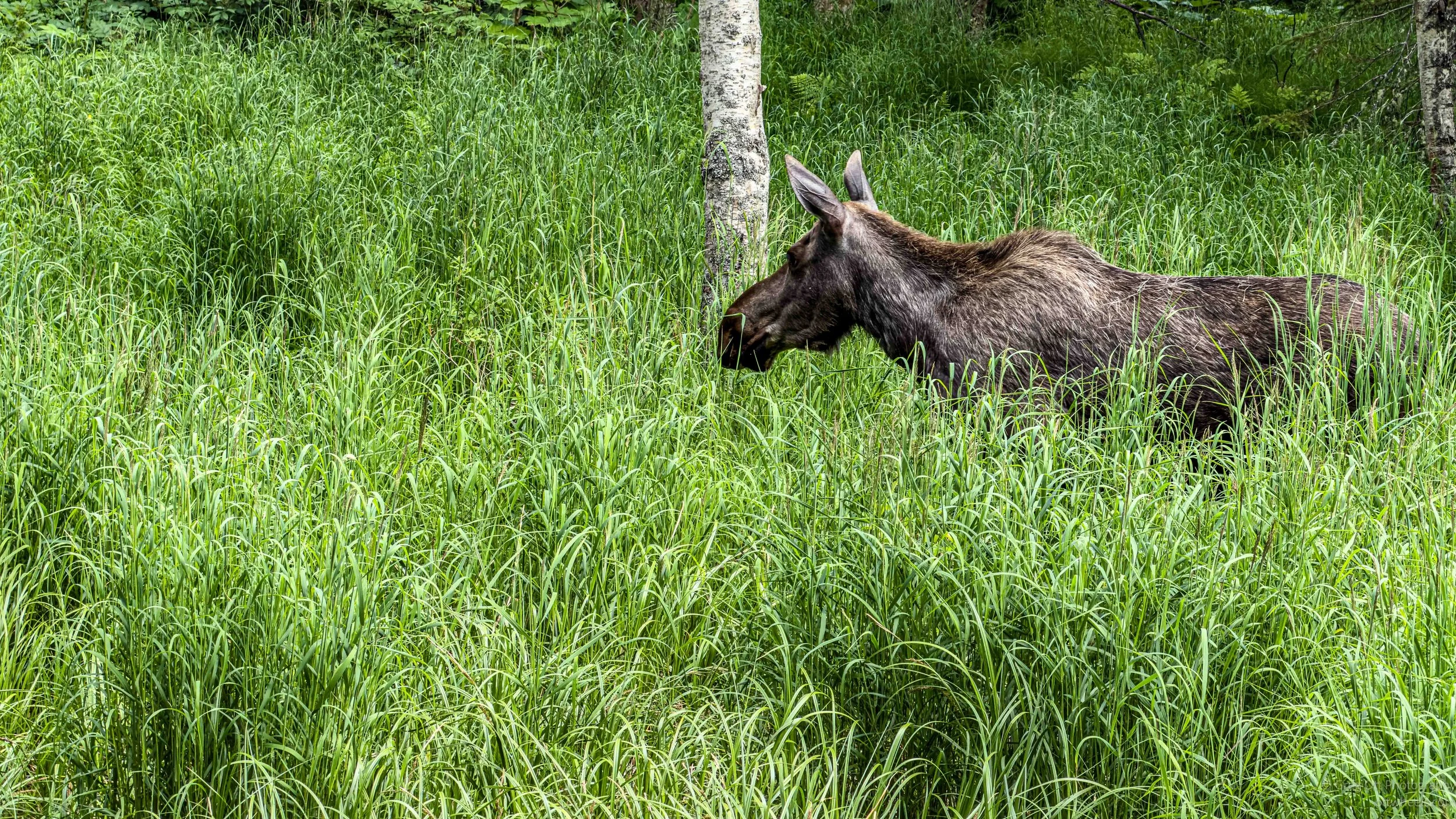 Anchorage Cycling Trails