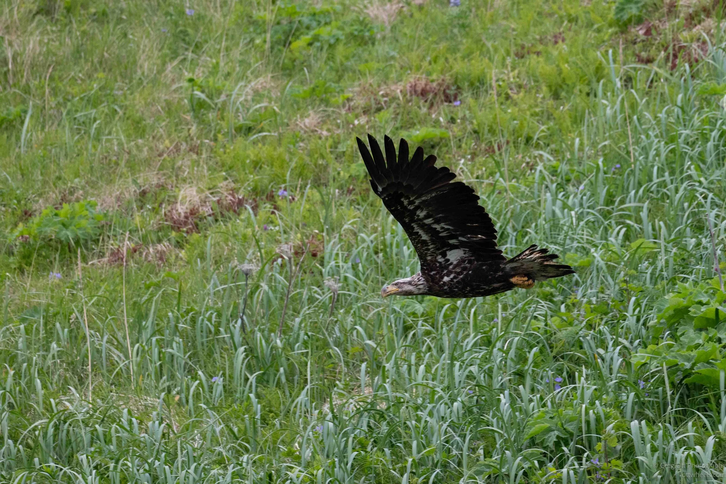 NZ8_6408.jpg
