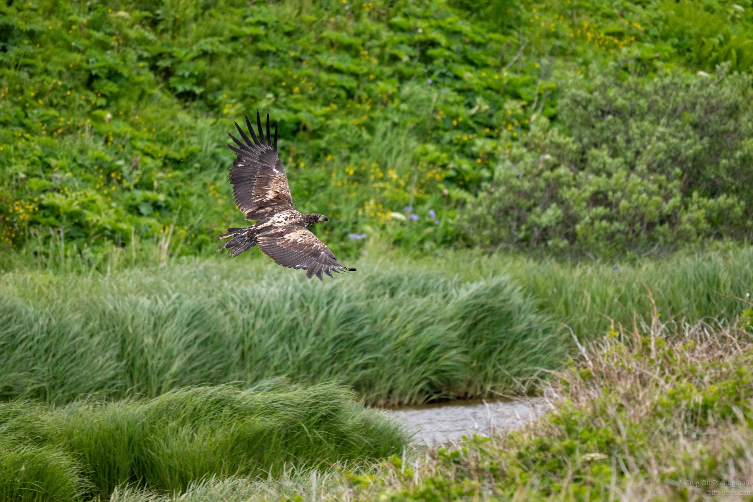 NZ8_6507.jpg