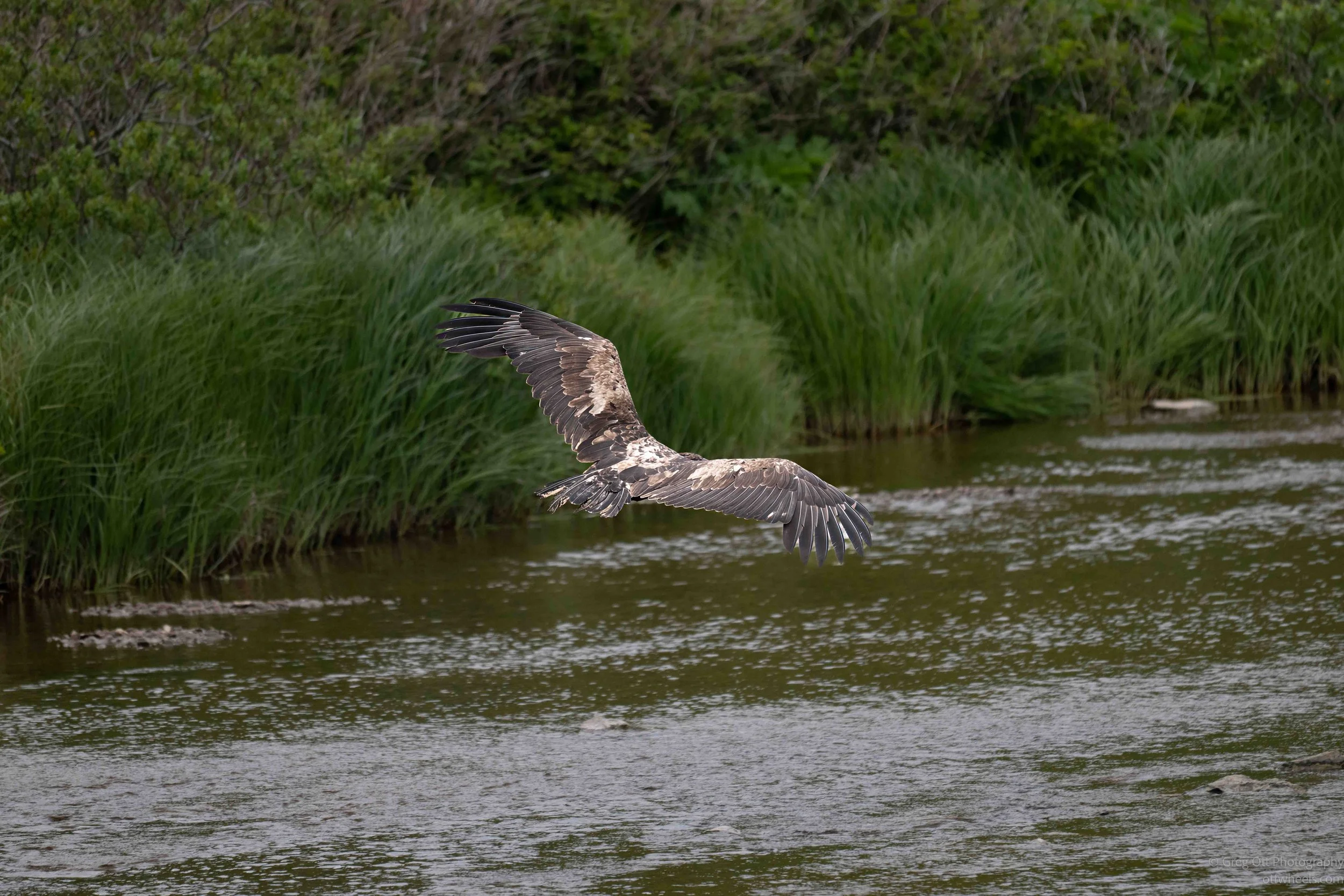 NZ8_6504-Edit.jpg
