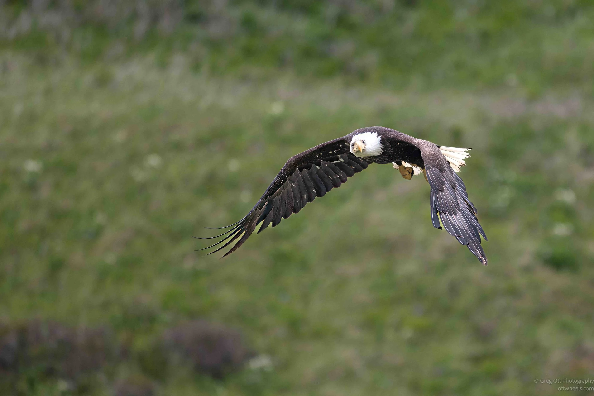 NZ8_6510-Edit.jpg