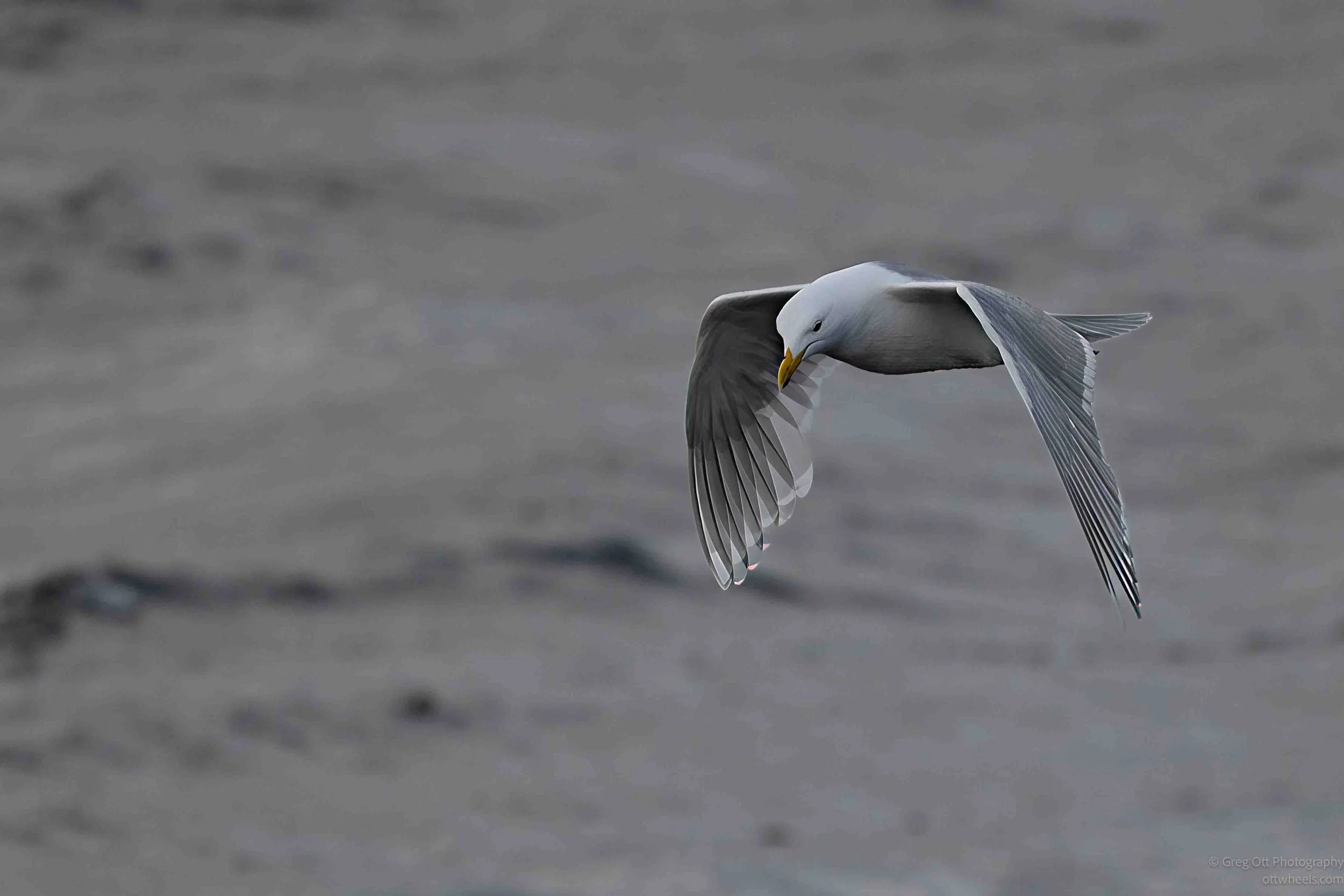 NZ8_6706-Edit.jpg