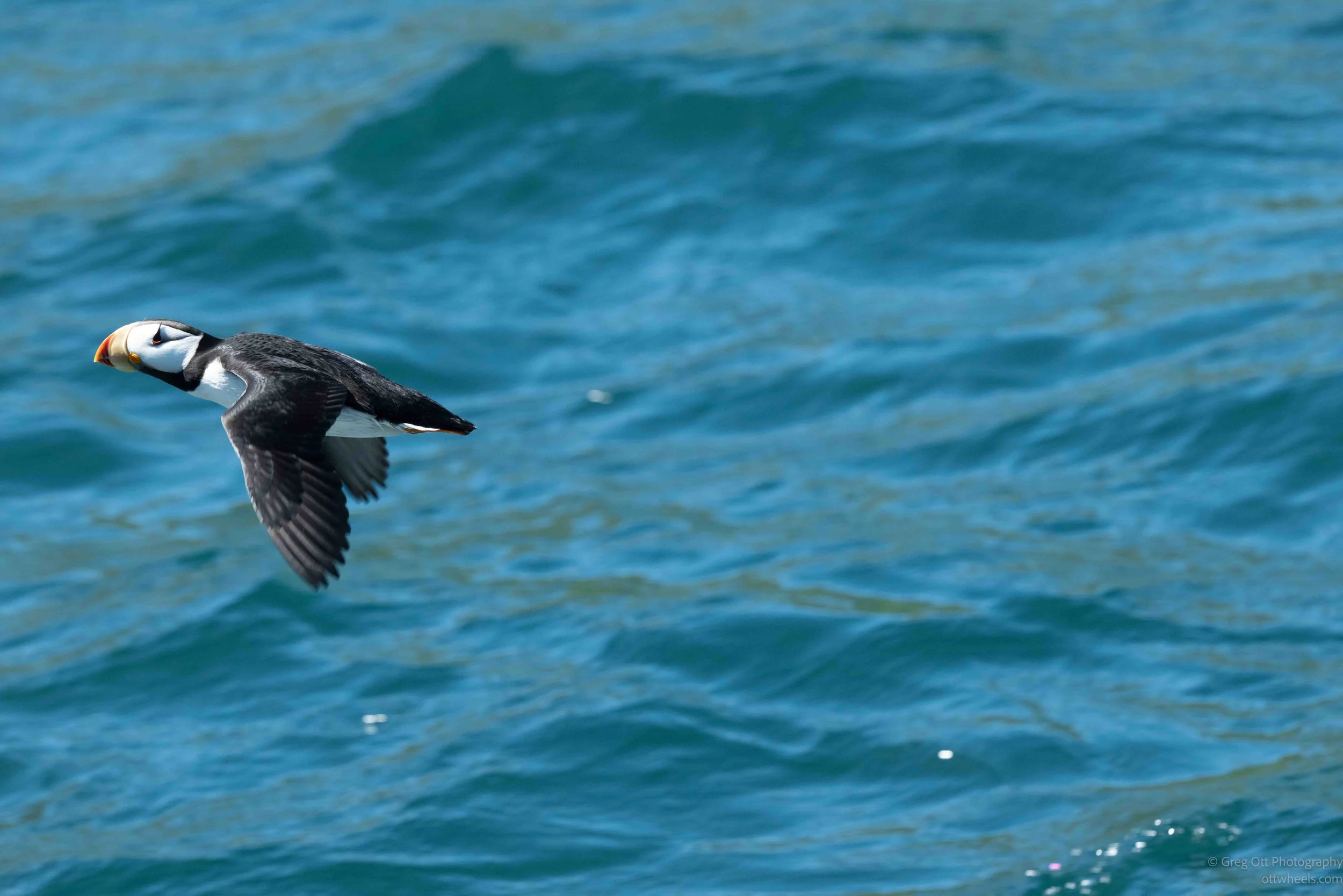 NZ8_6967.jpg