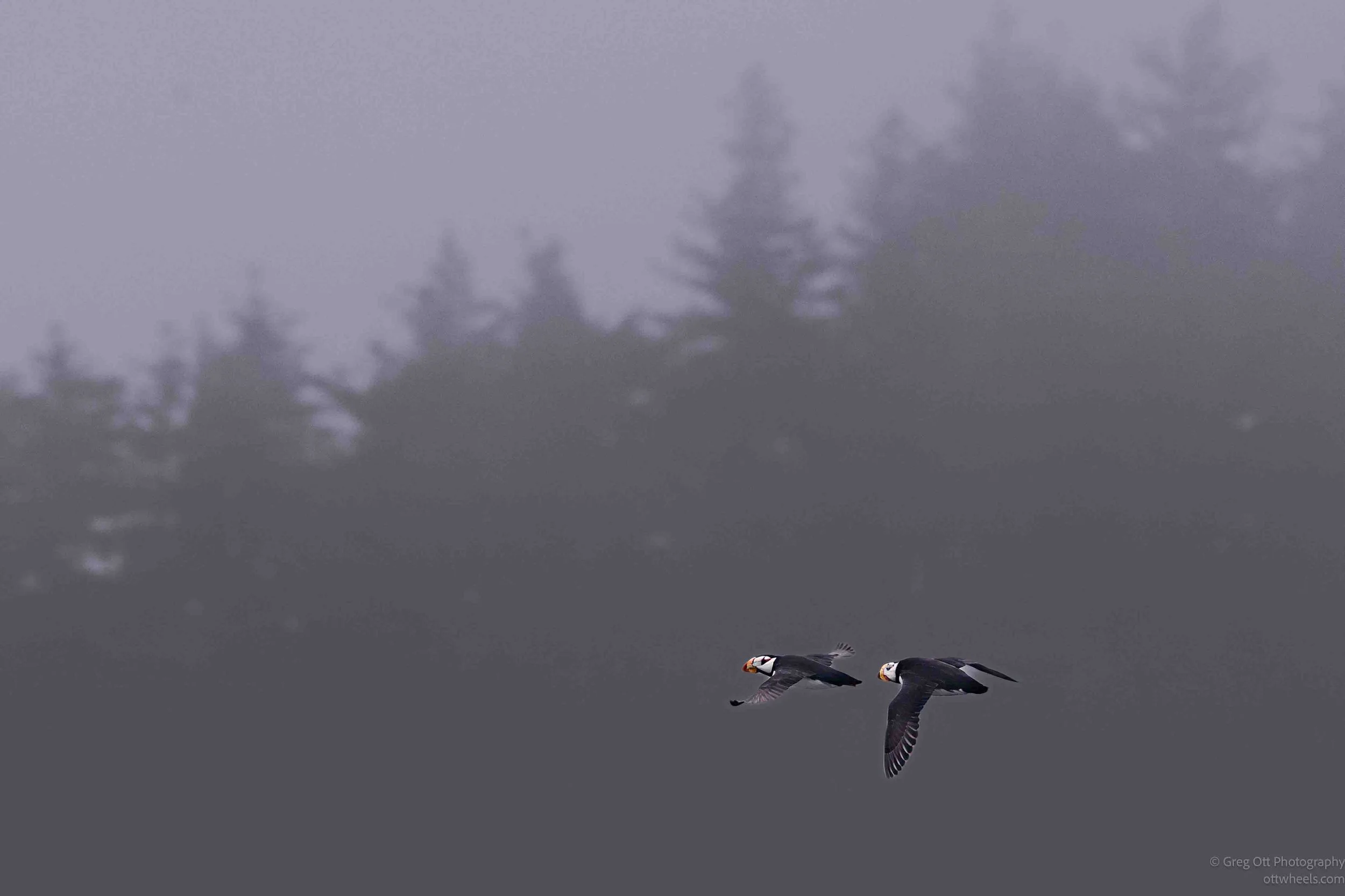 NZ8_7144-Edit.jpg