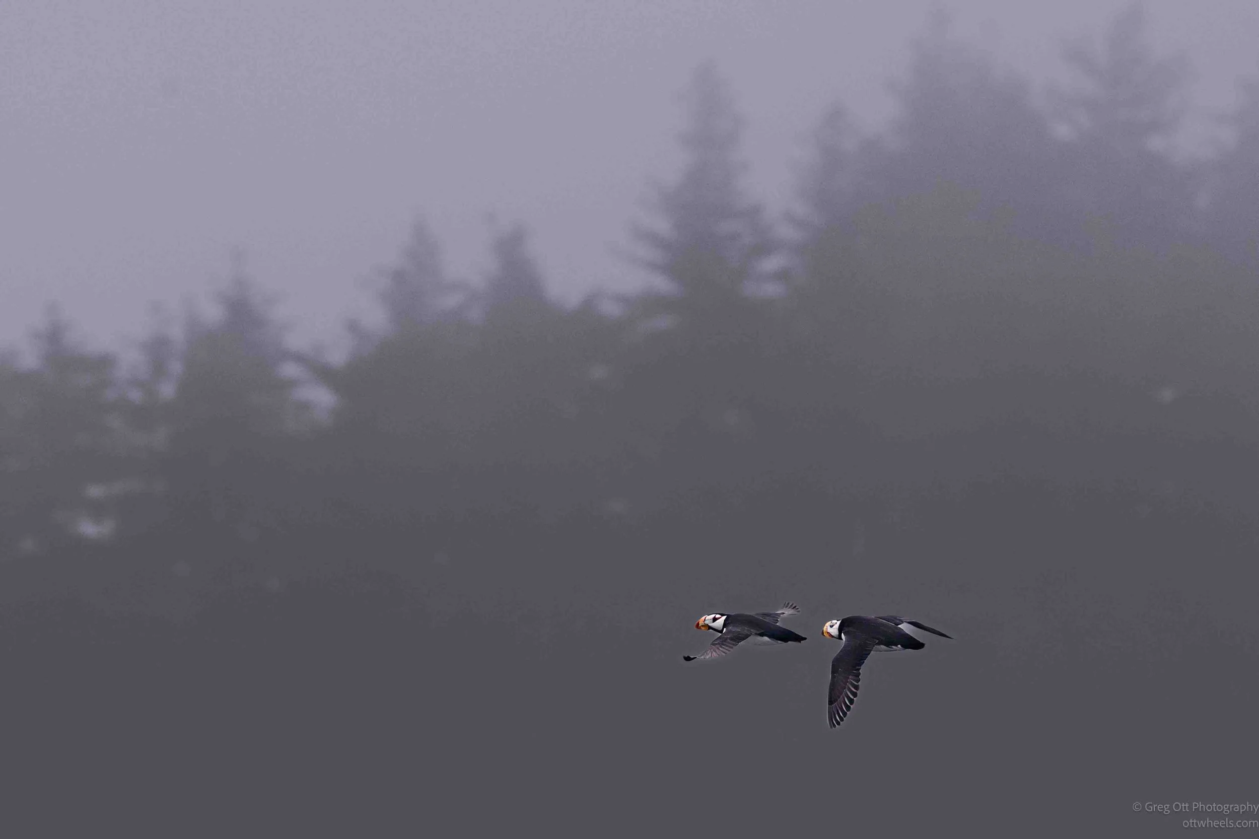 NZ8_7144-Edit.jpg
