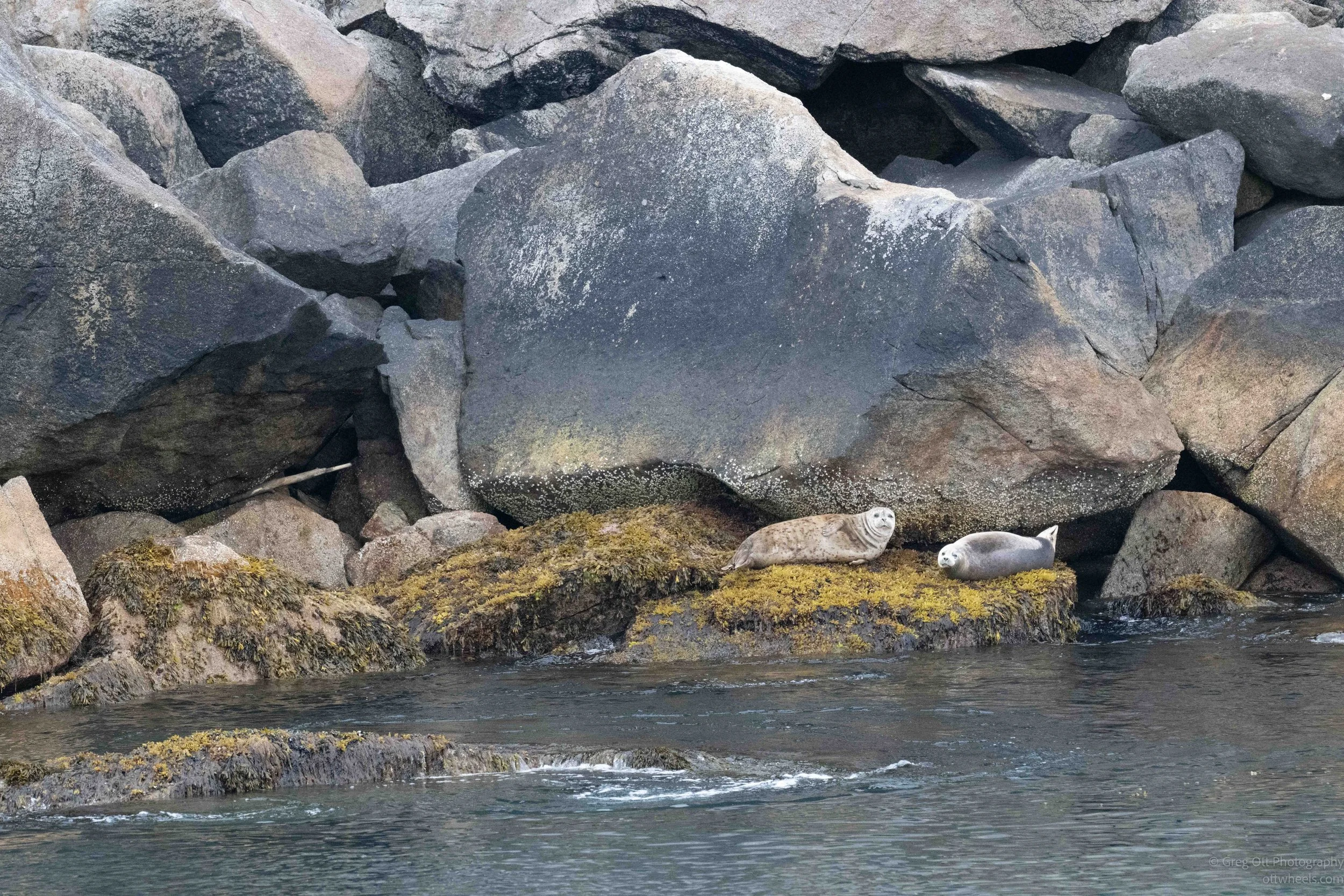 NZ8_7186.jpg