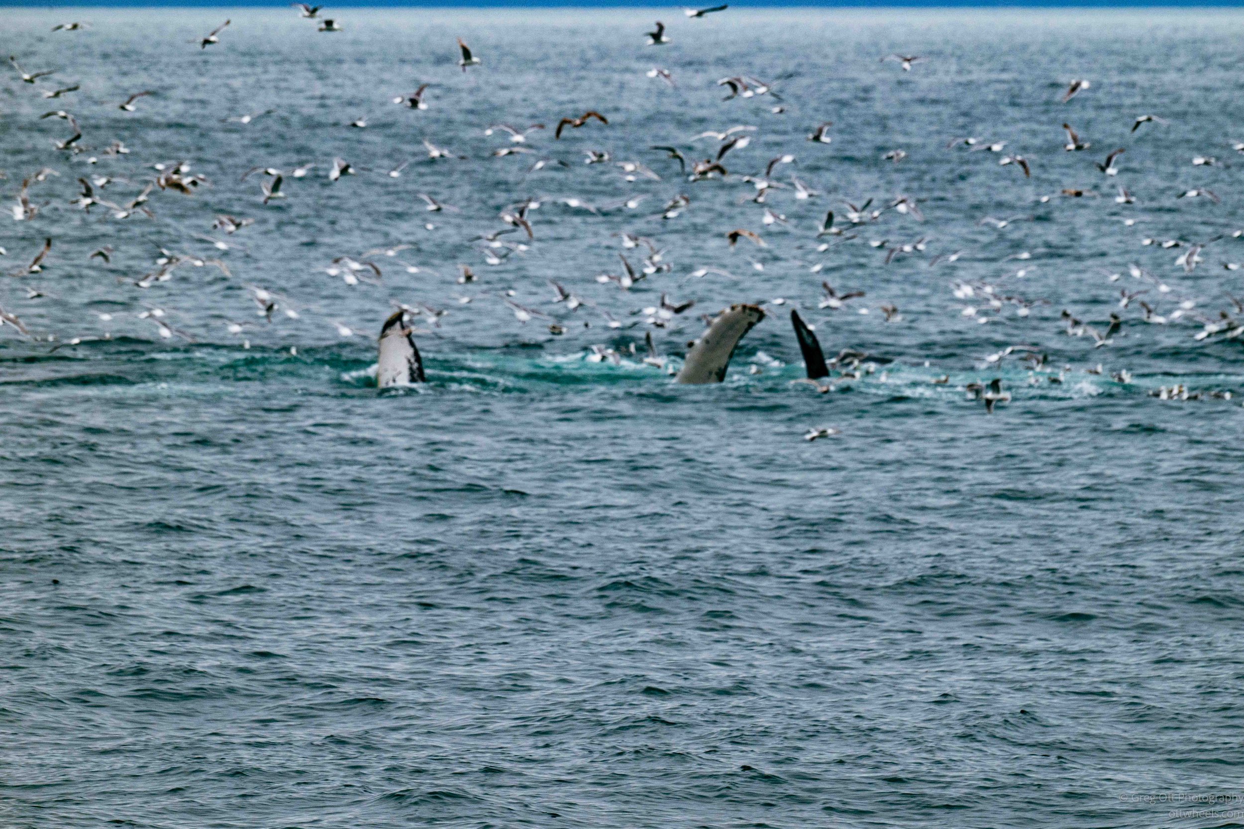 NZ8_7944.jpg