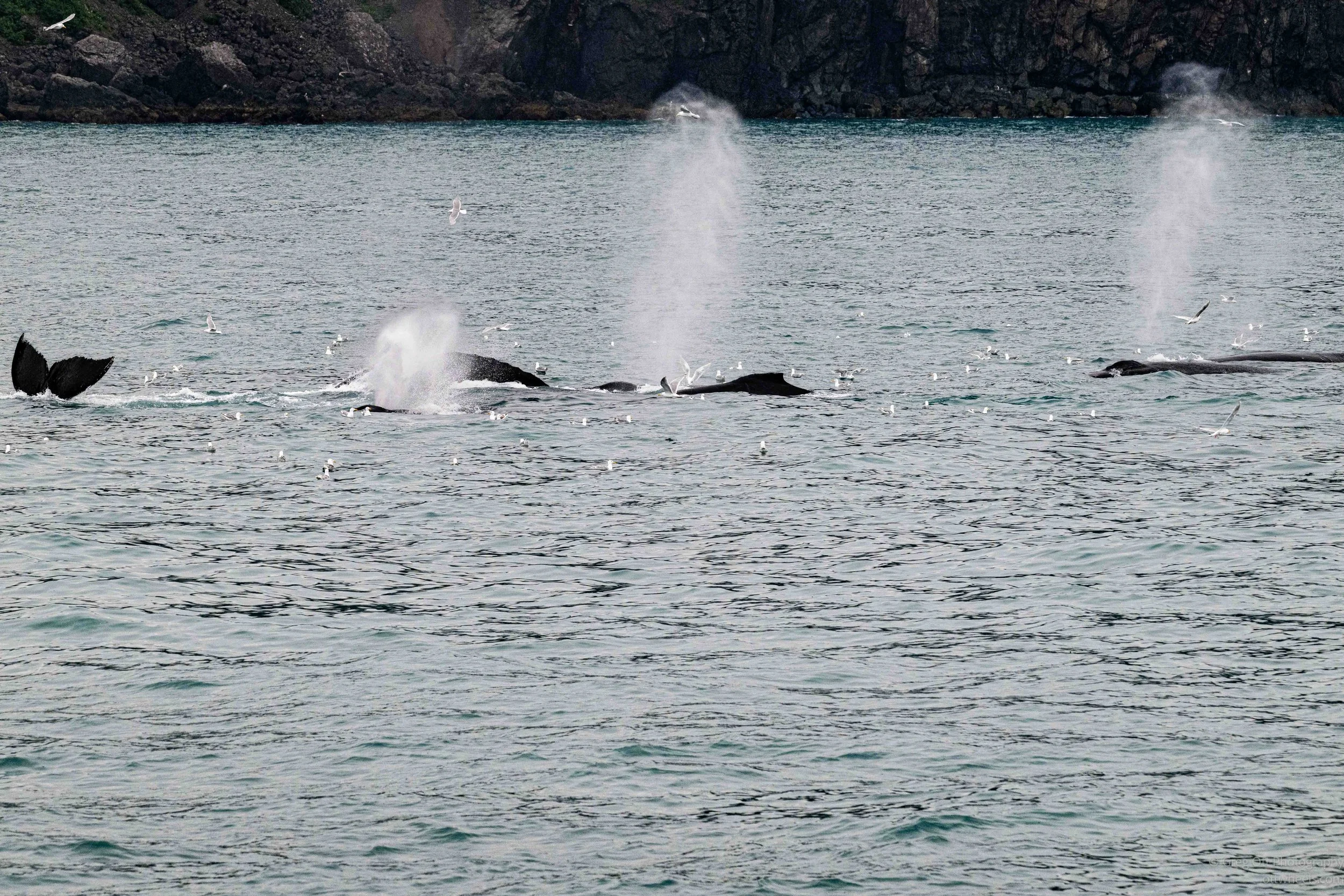 NZ8_8101.jpg