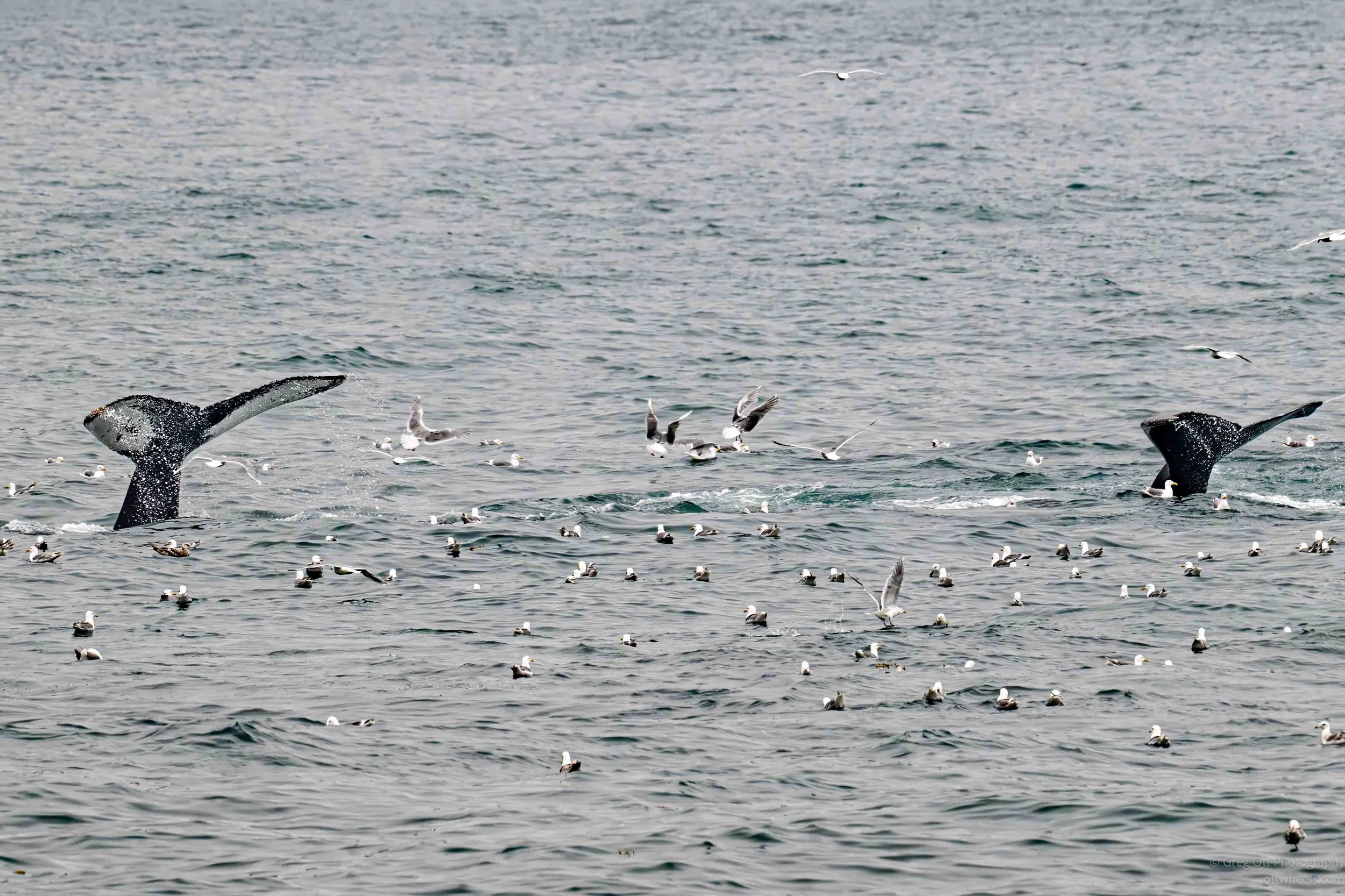 NZ8_8009-Edit.jpg