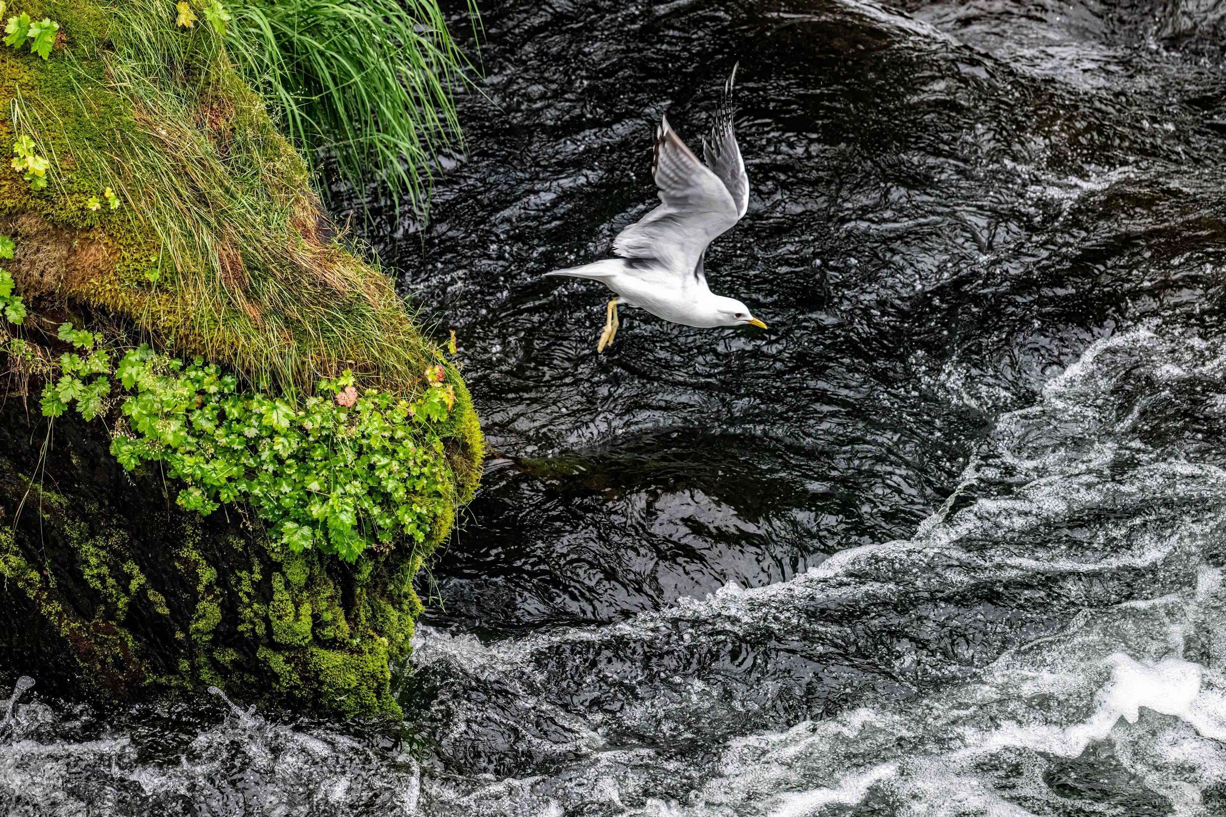NZ8_8481-Edit.jpg