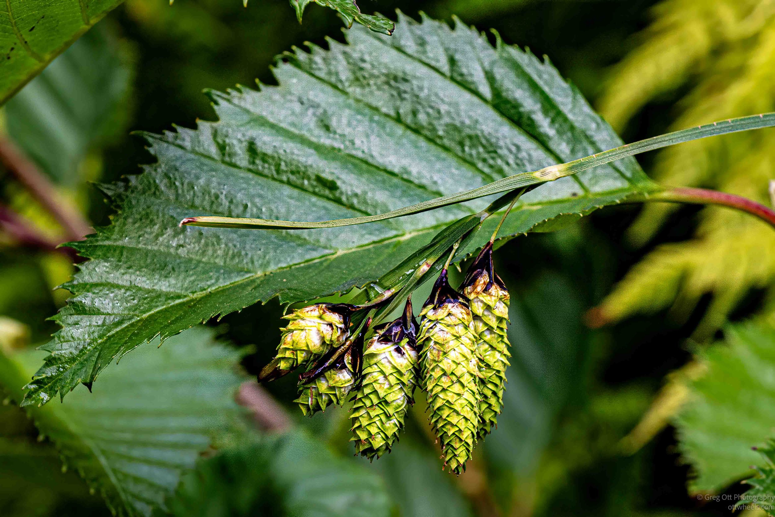 _NZ88983-Edit.jpg